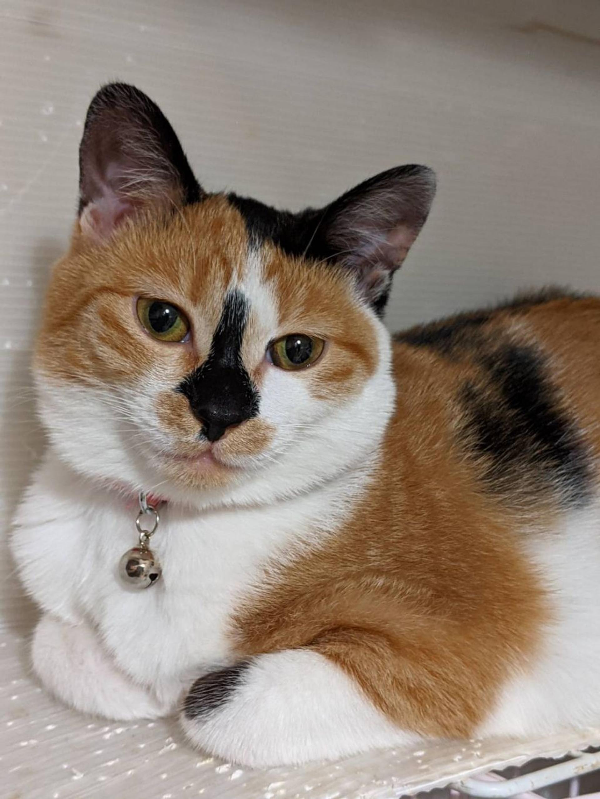 pet-image-4