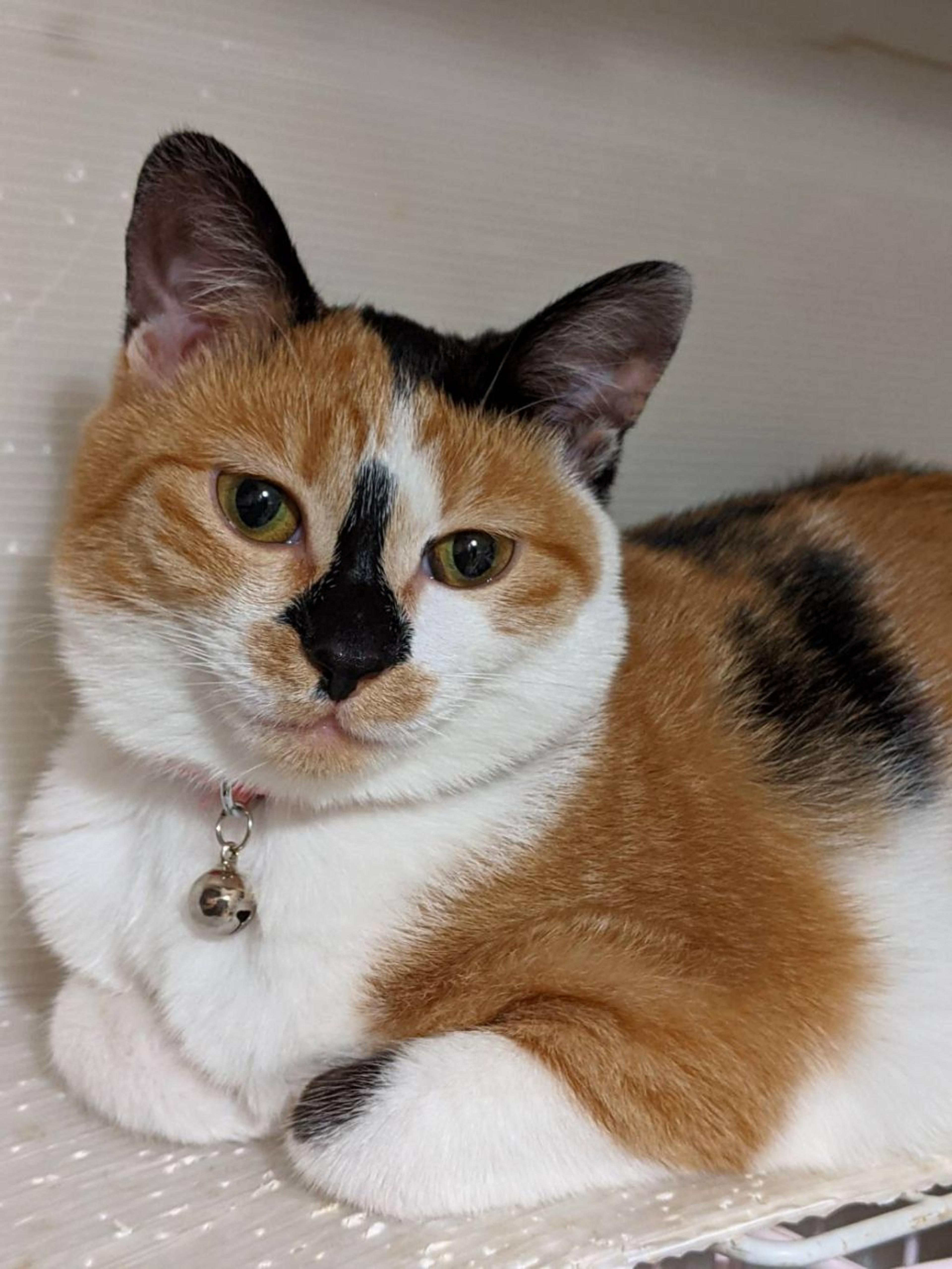 pet-image-4