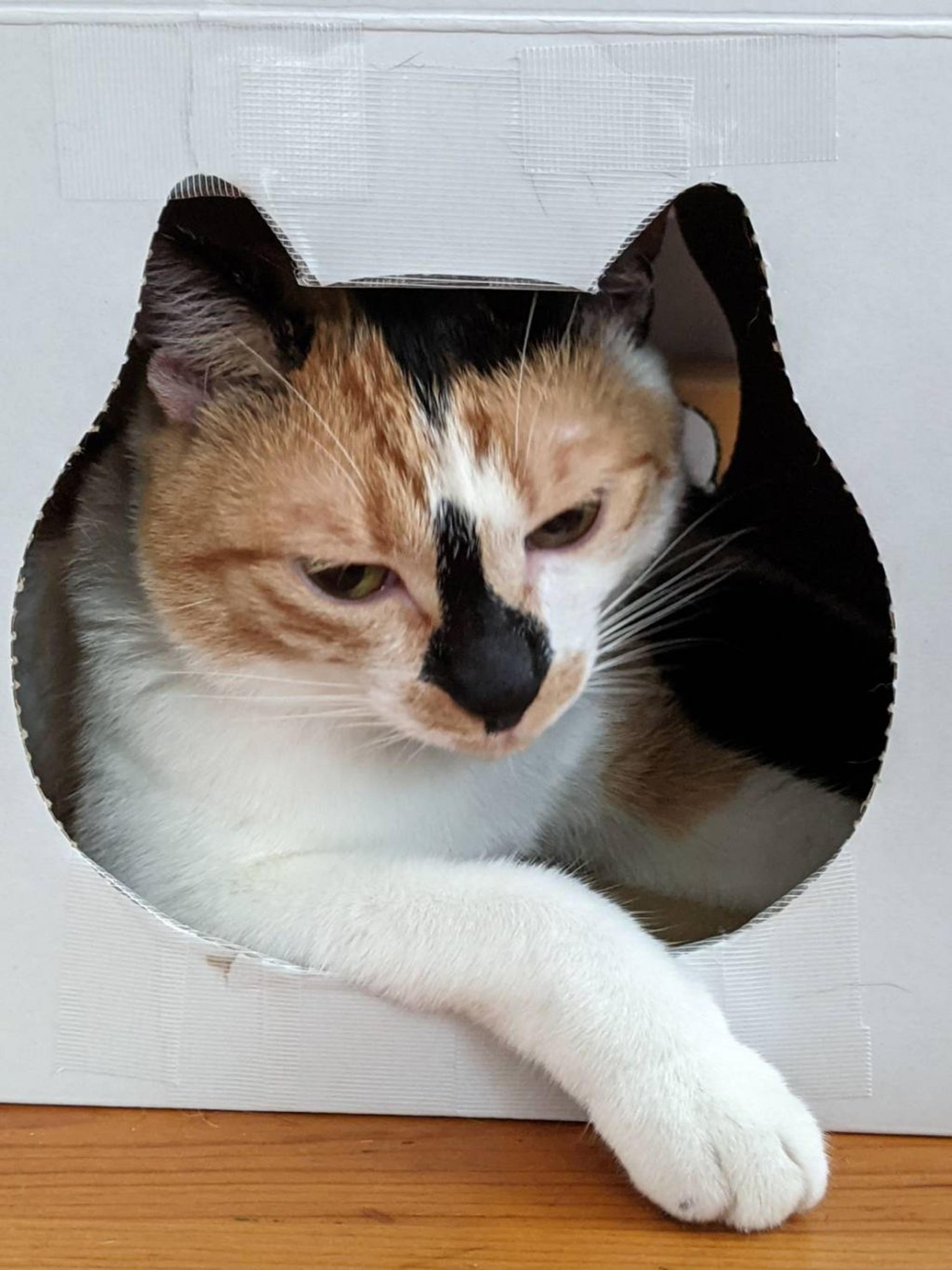 pet-image-5