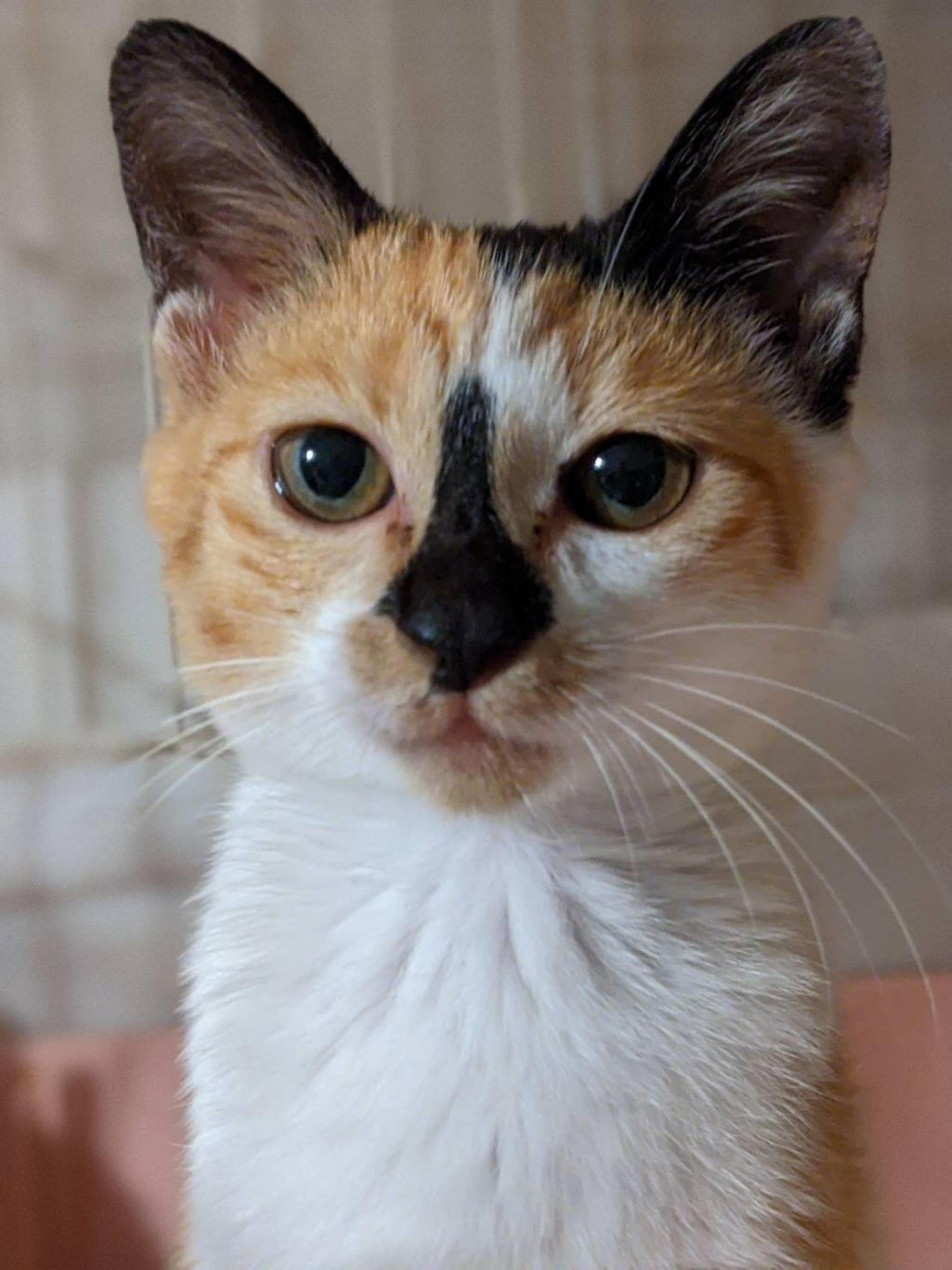 pet-image-6