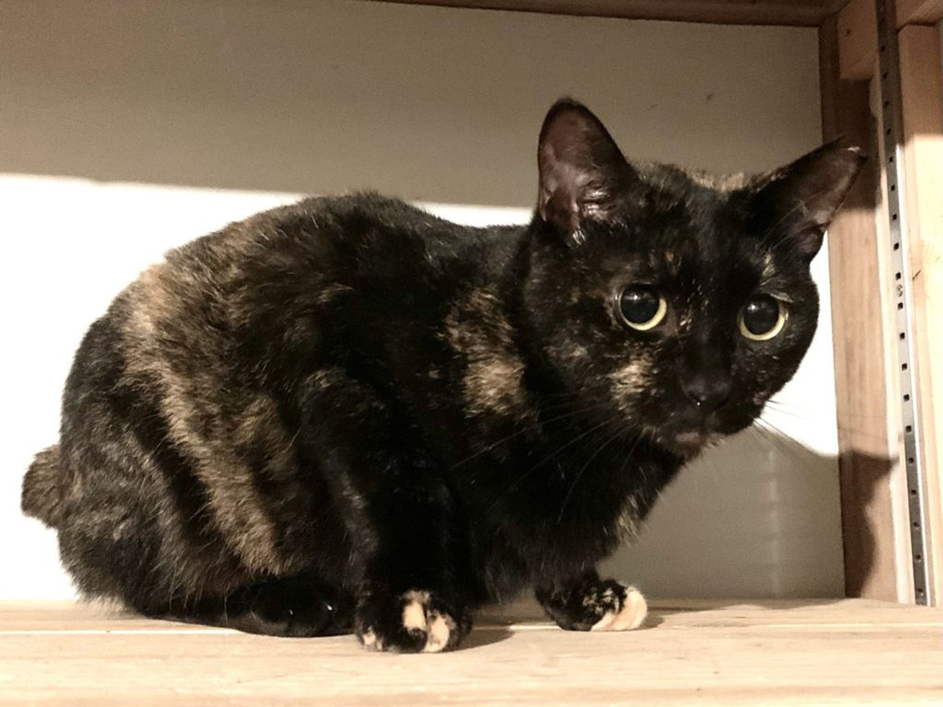 日本猫・メスの里親募集の写真