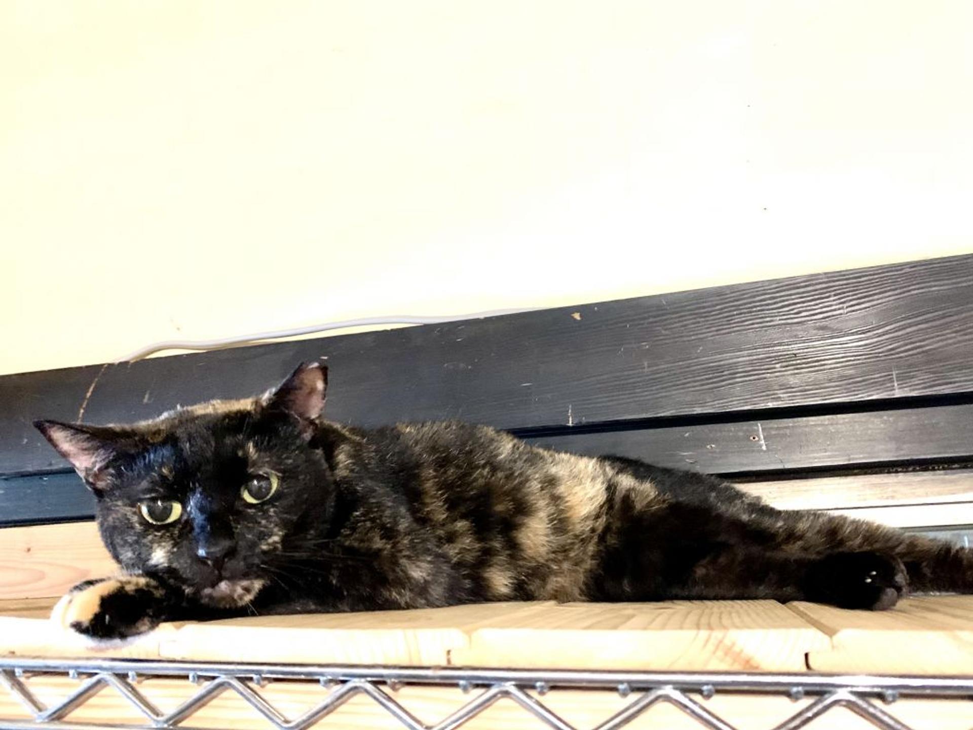 pet-image-3
