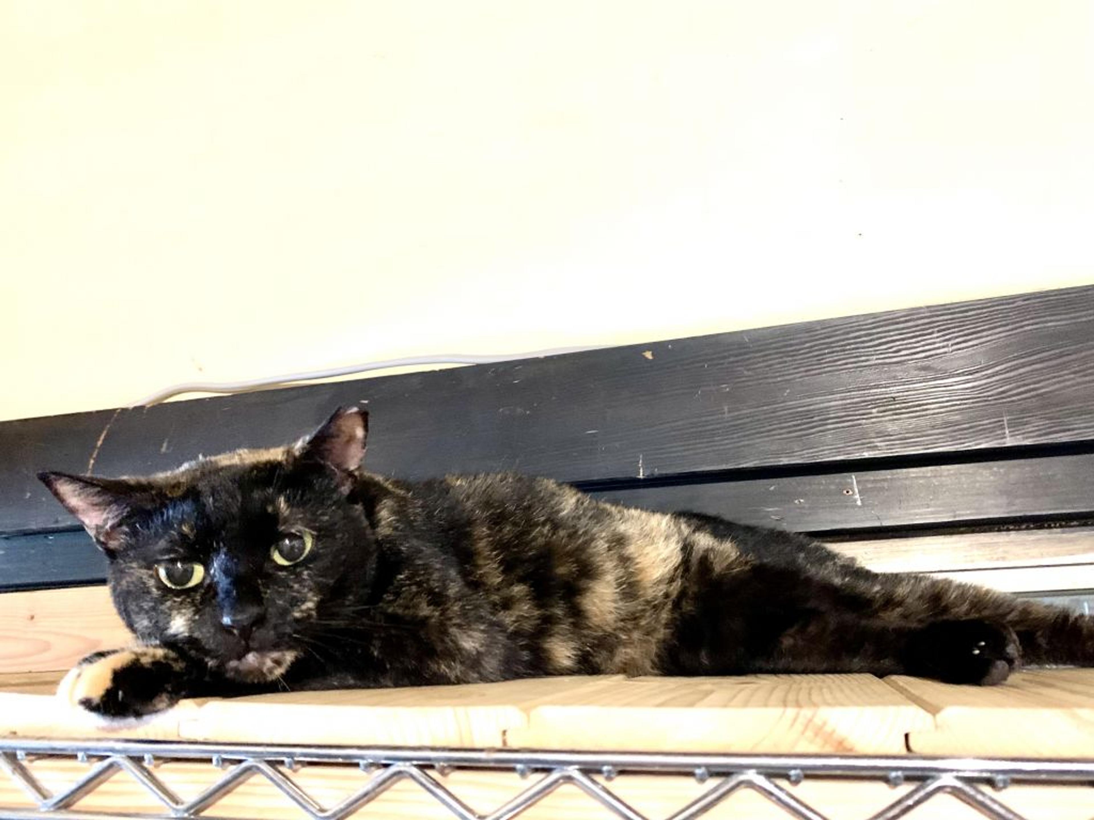 pet-image-3