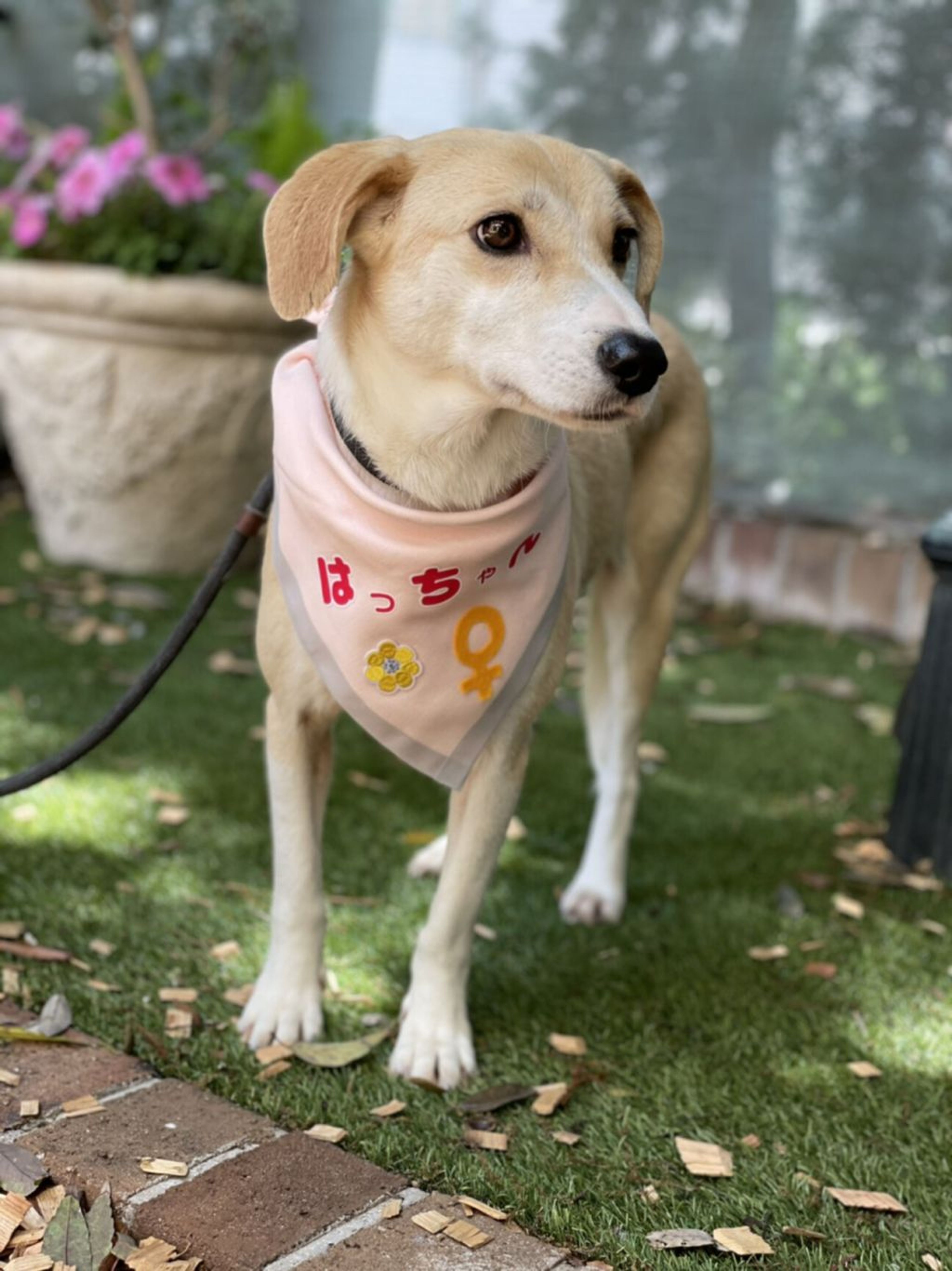 雑種（ミックス犬）・メスの里親募集の写真