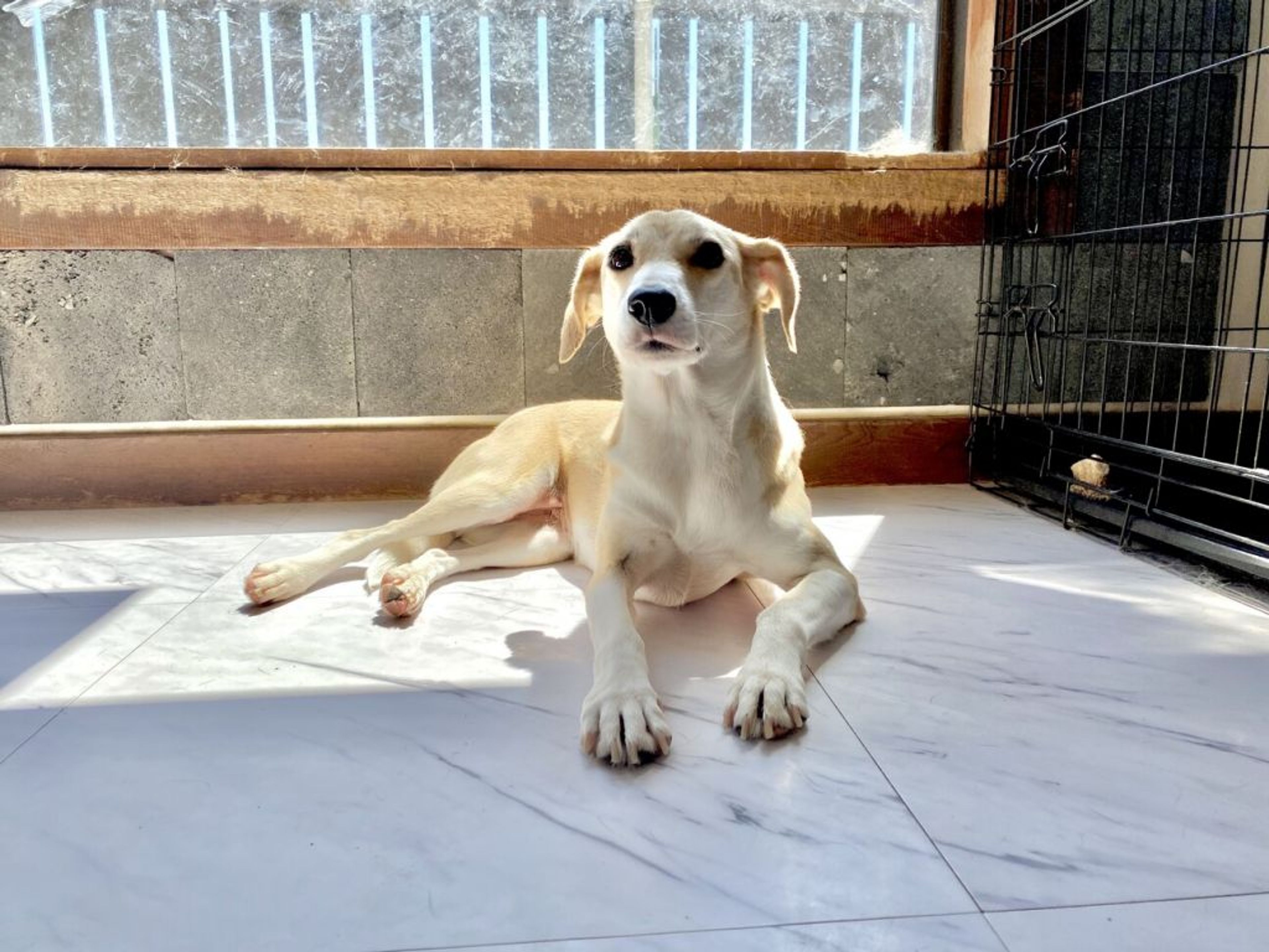 pet-image-2
