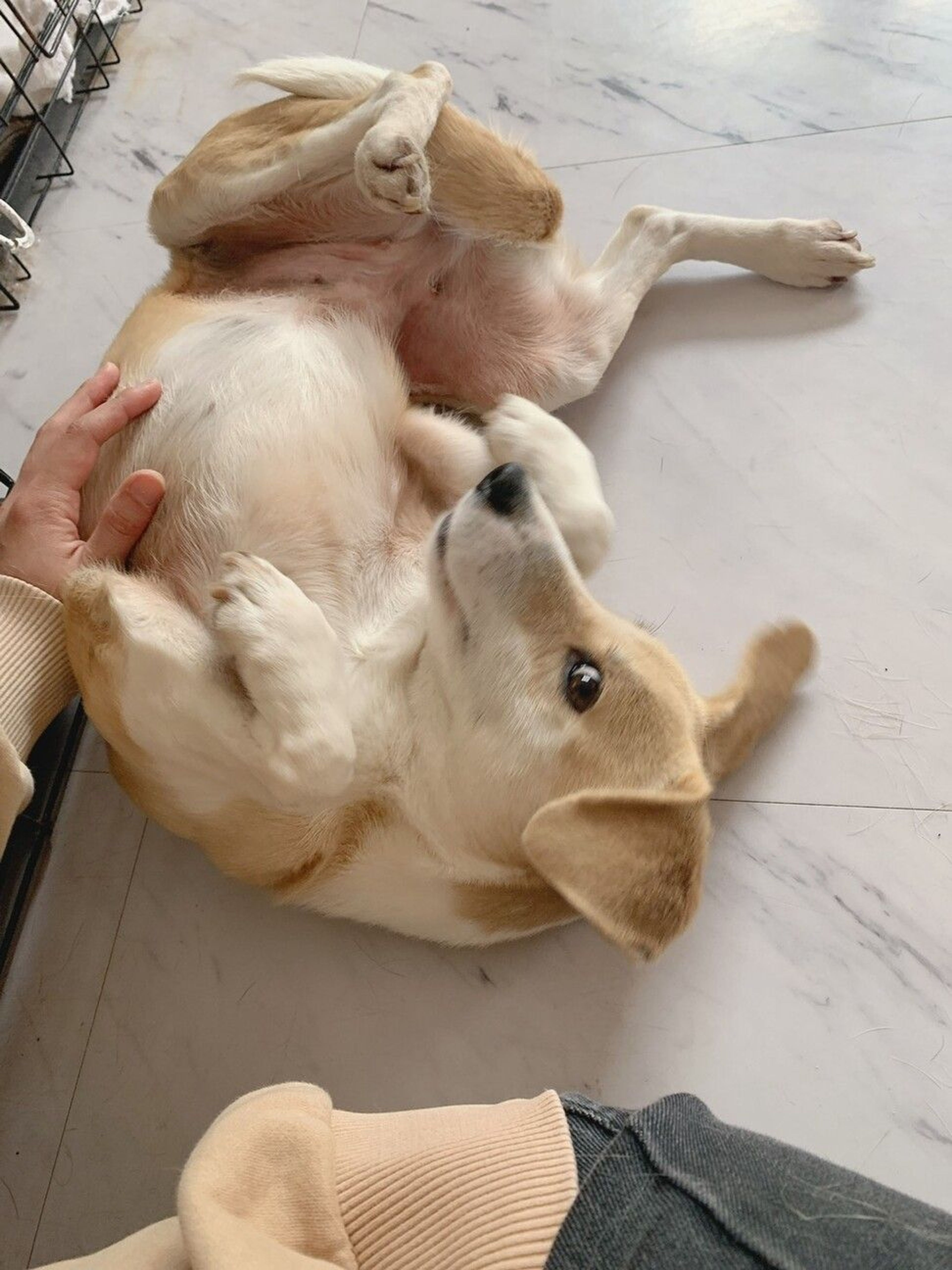 pet-image-3