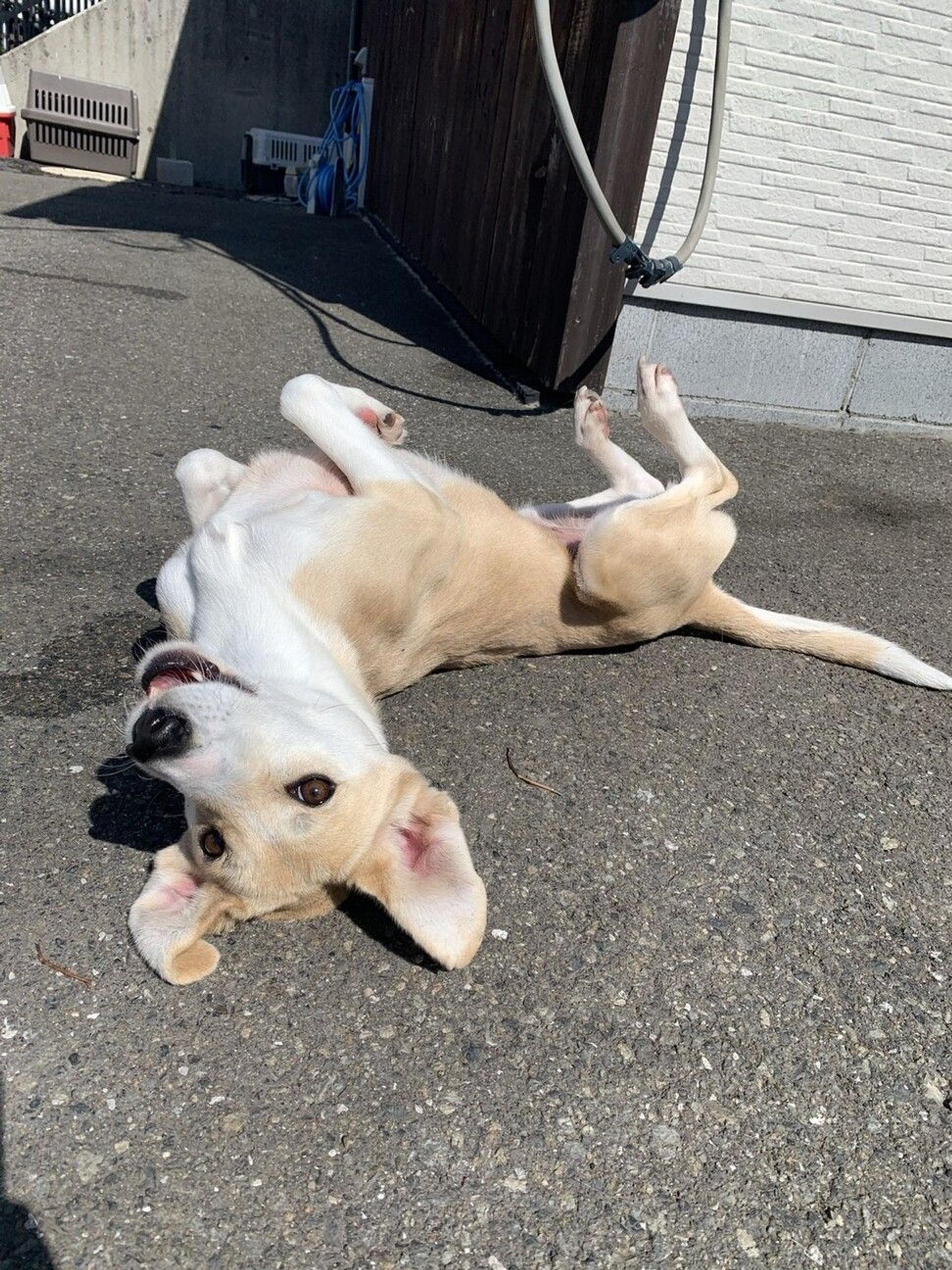 pet-image-4