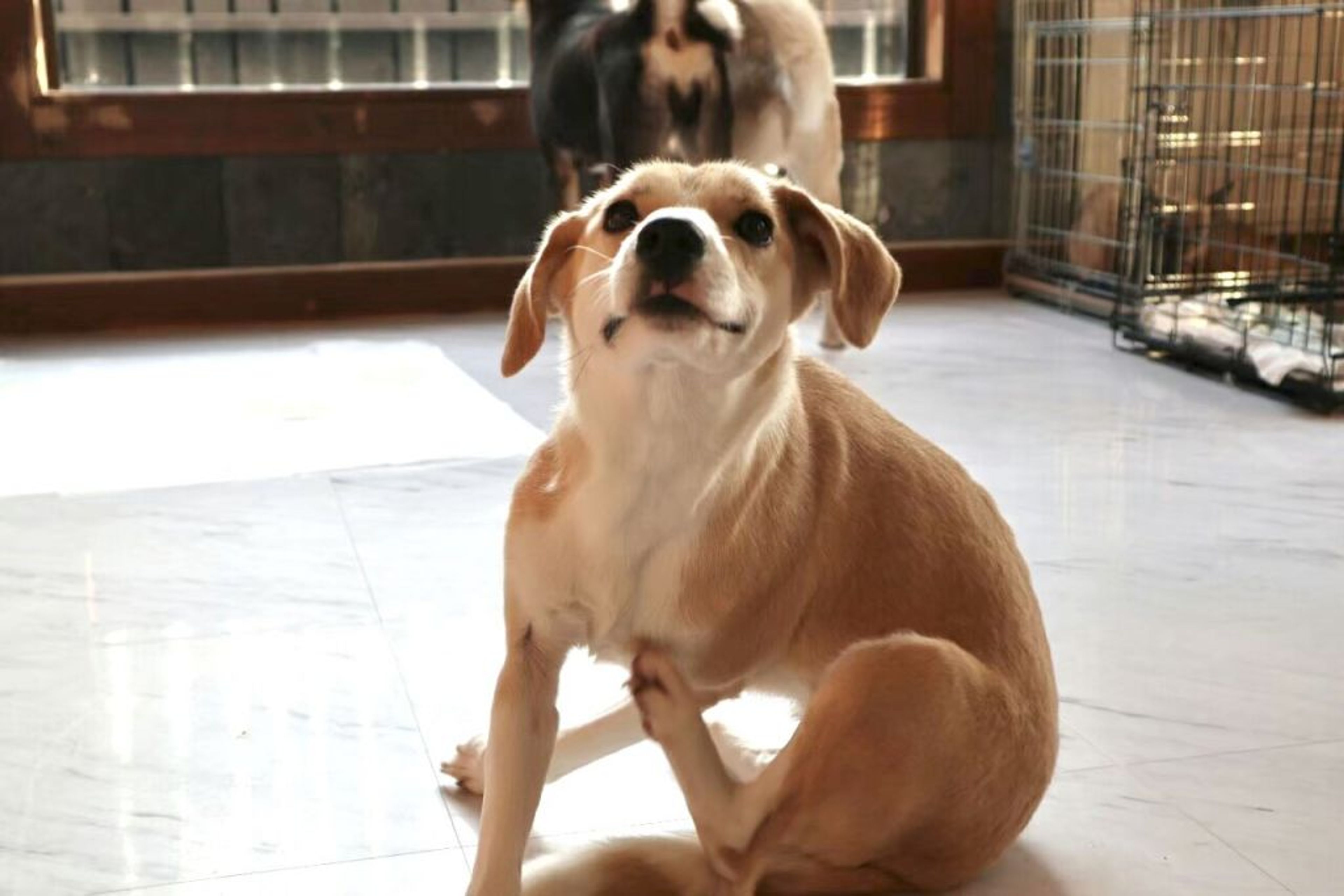 pet-image-6