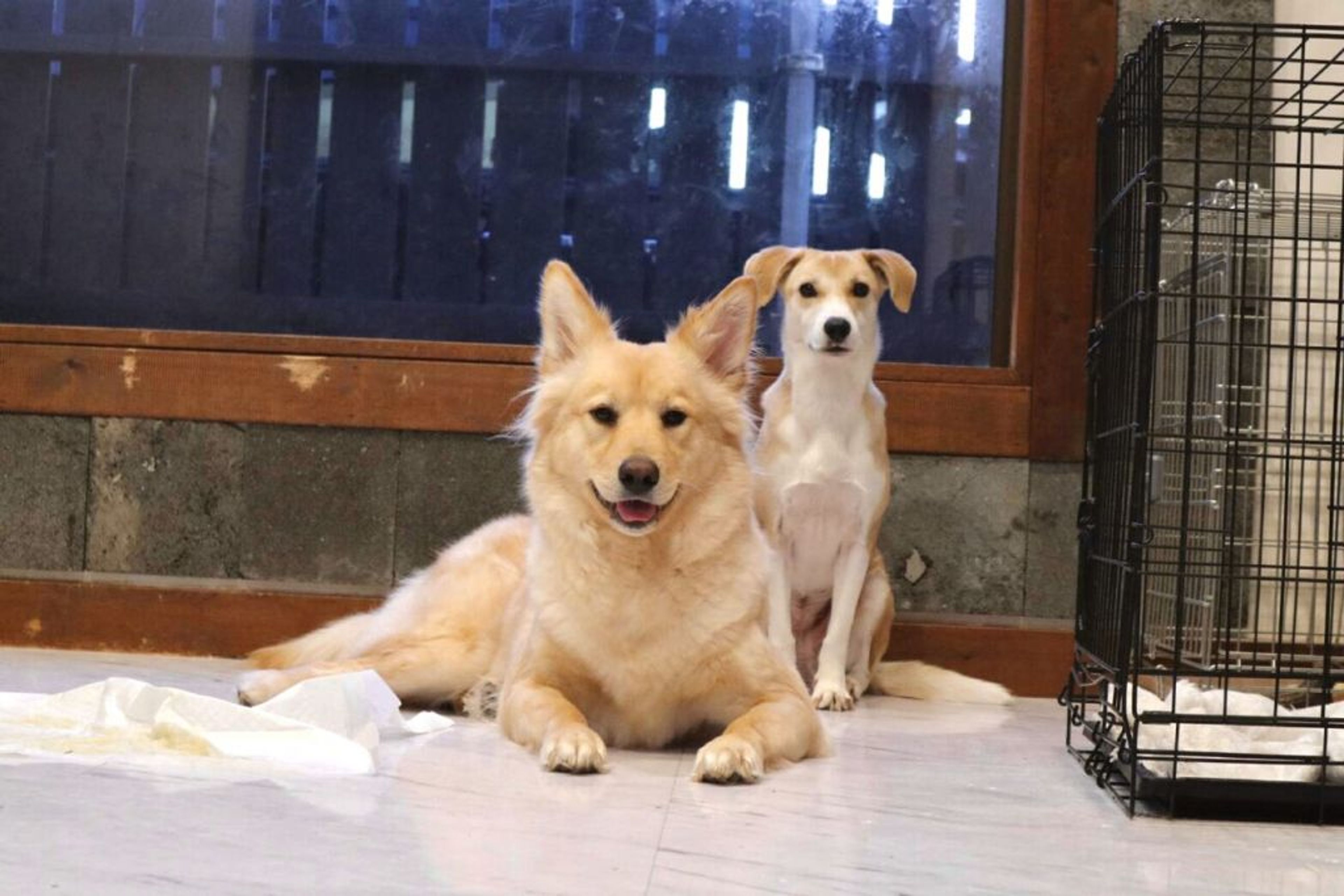 pet-image-7