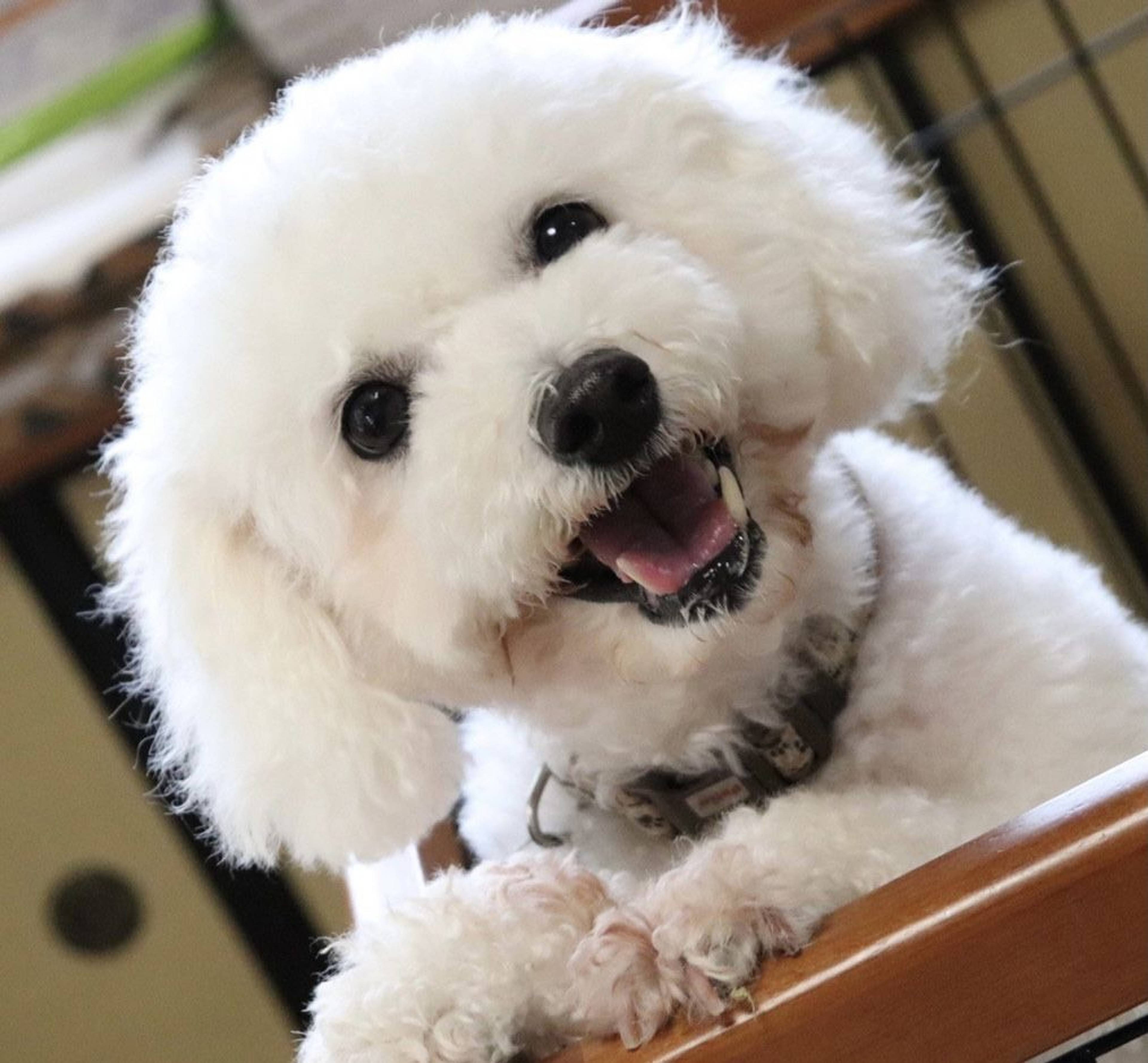 雑種（ミックス犬）・メスの里親募集の写真