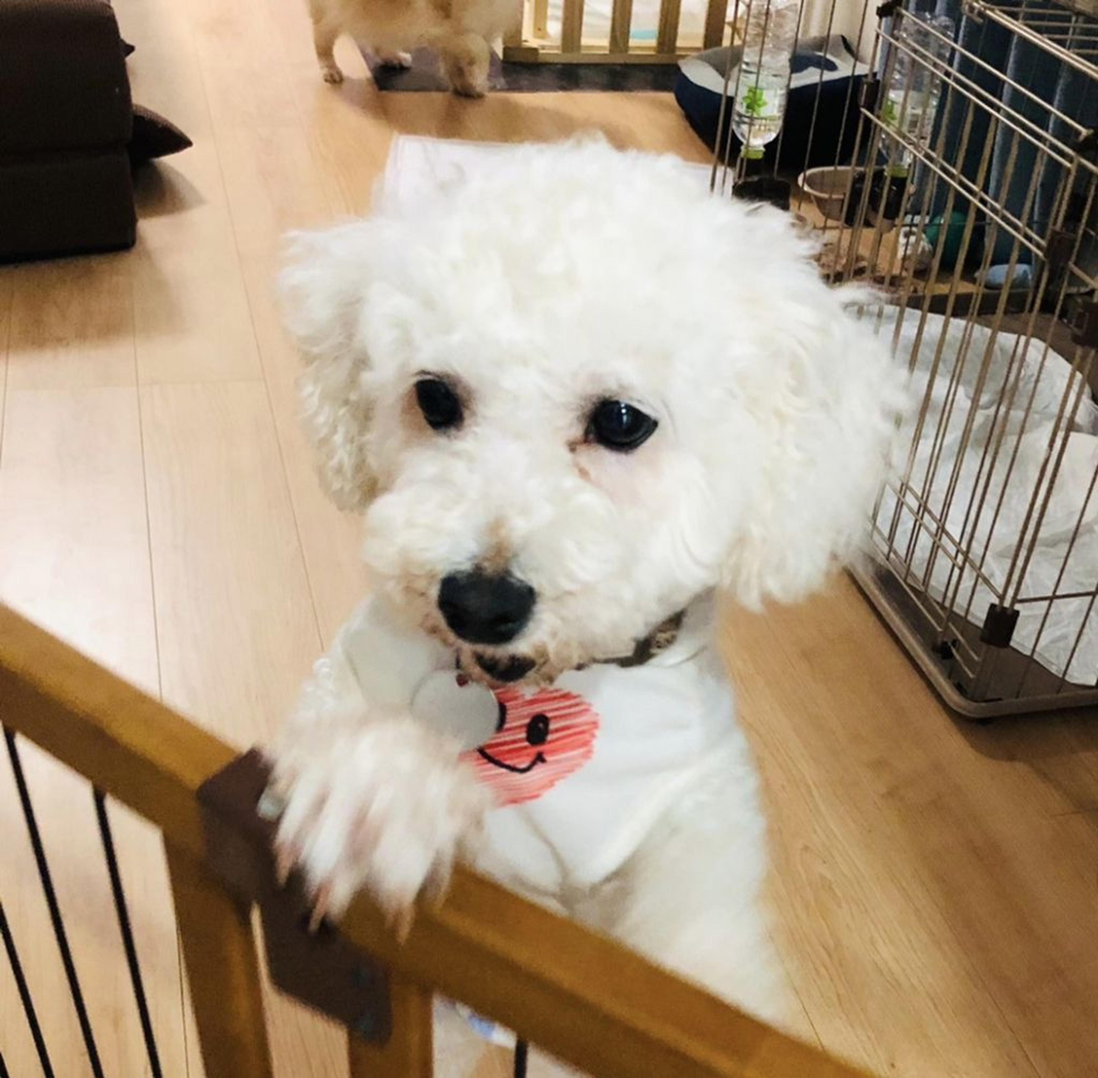 pet-image-2