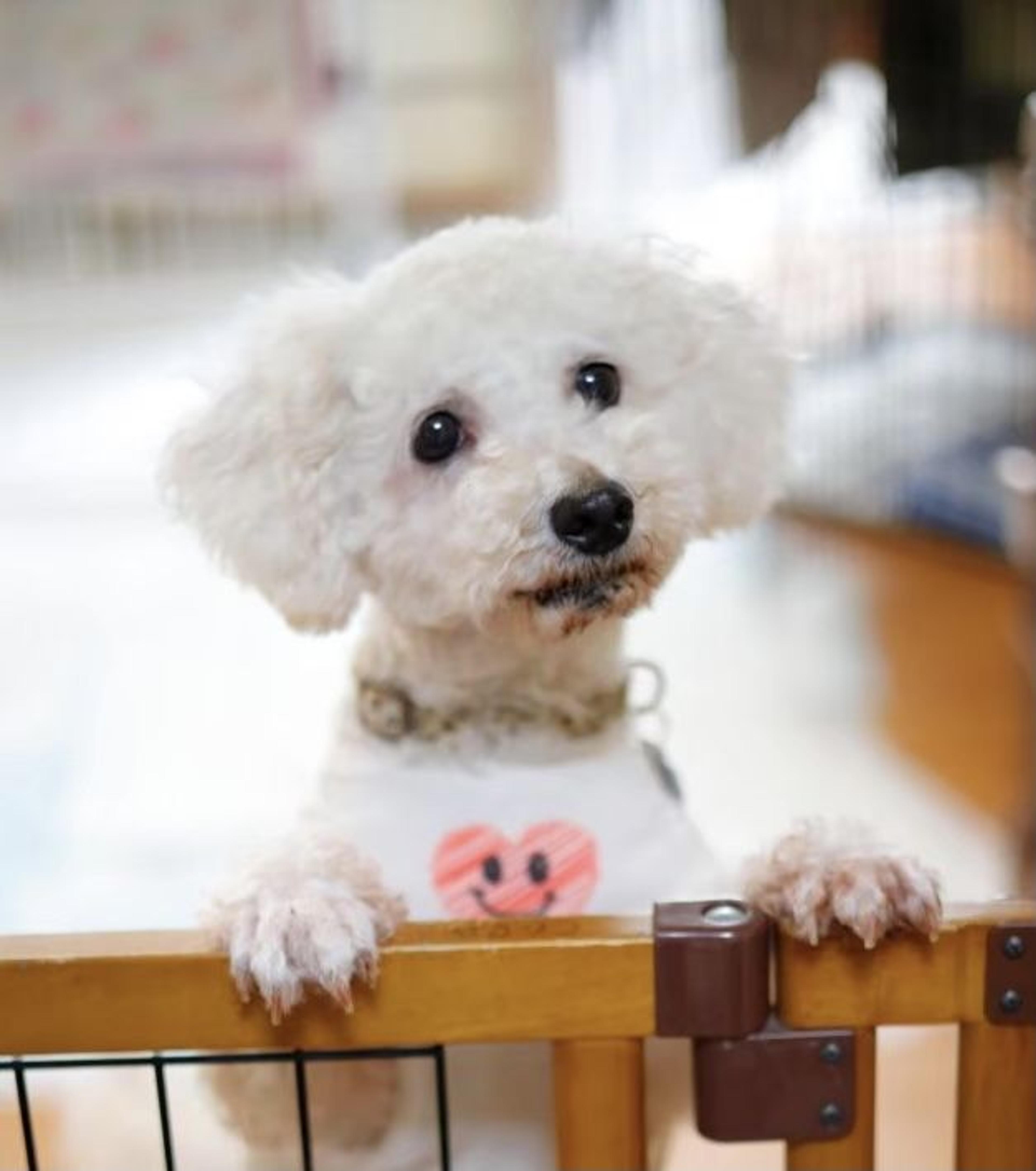 pet-image-3