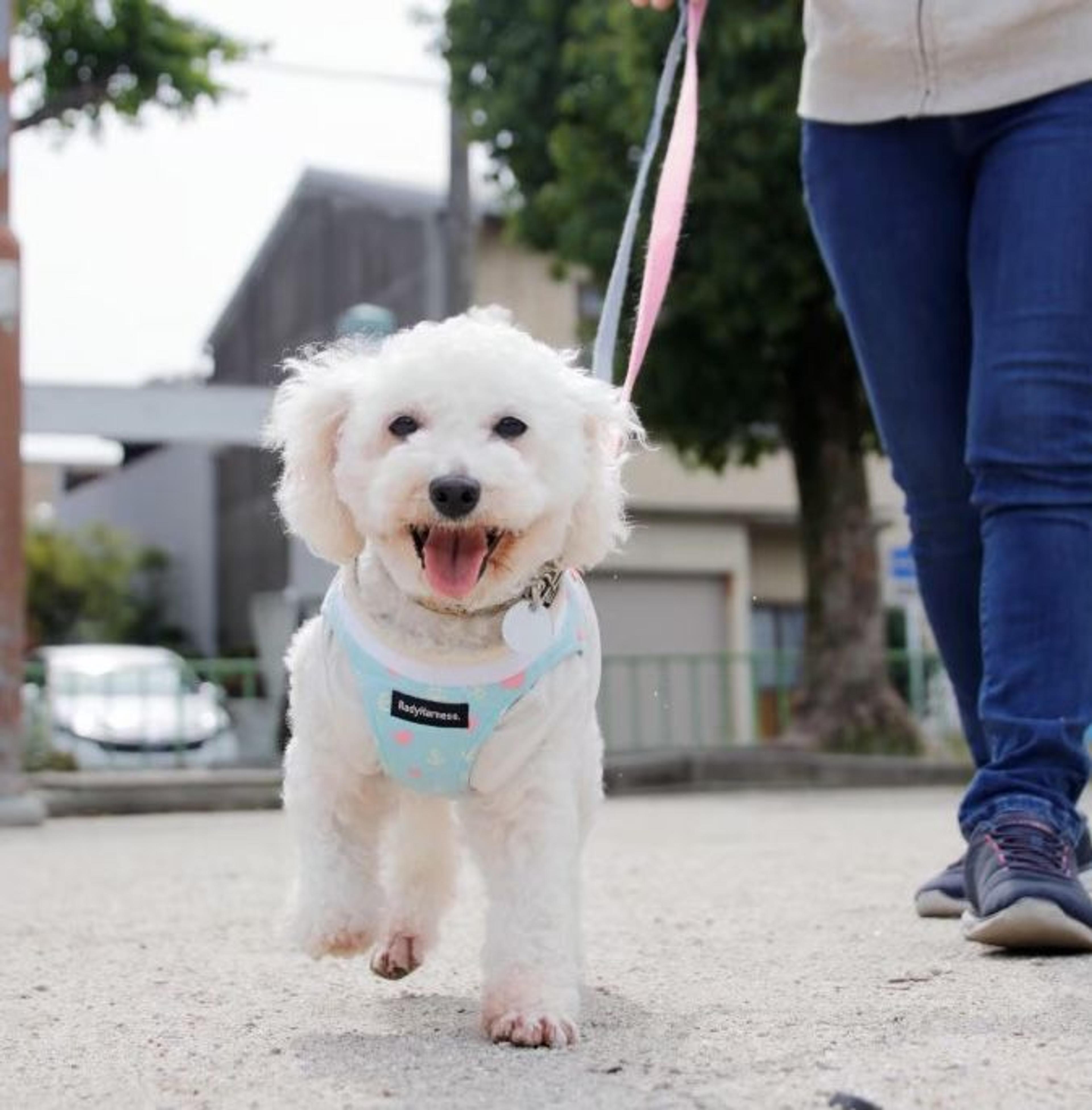 pet-image-4