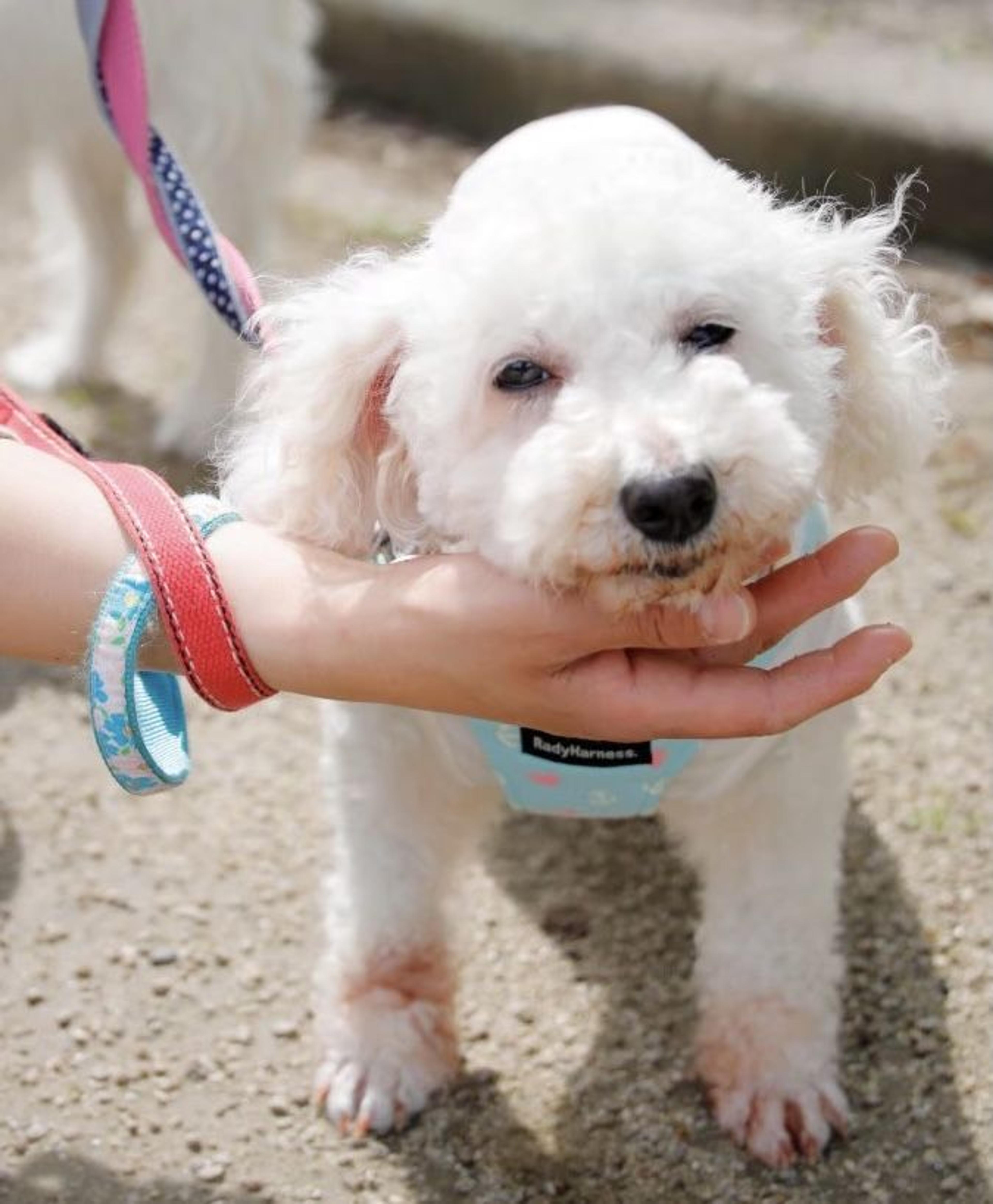 pet-image-5