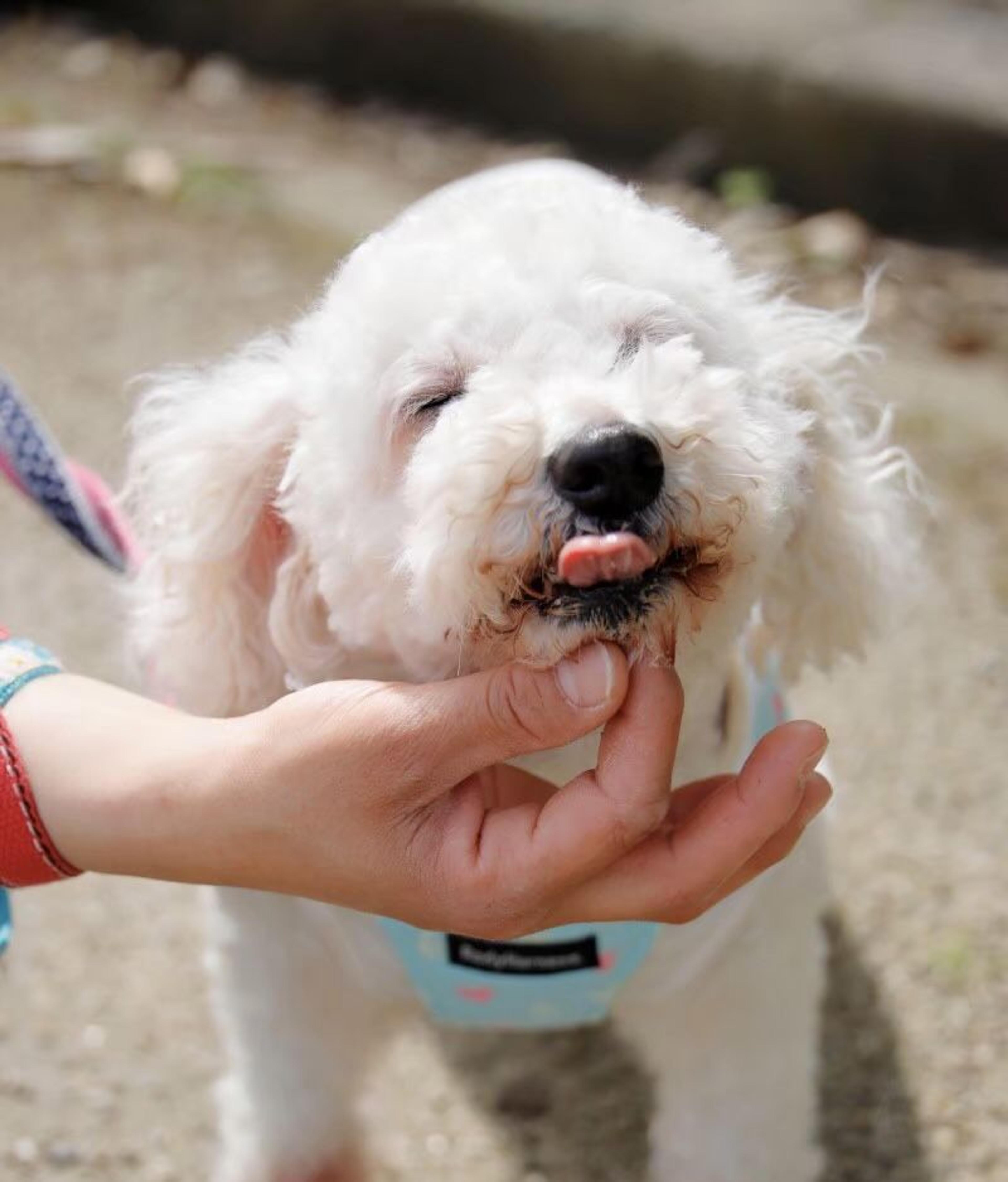 pet-image-6