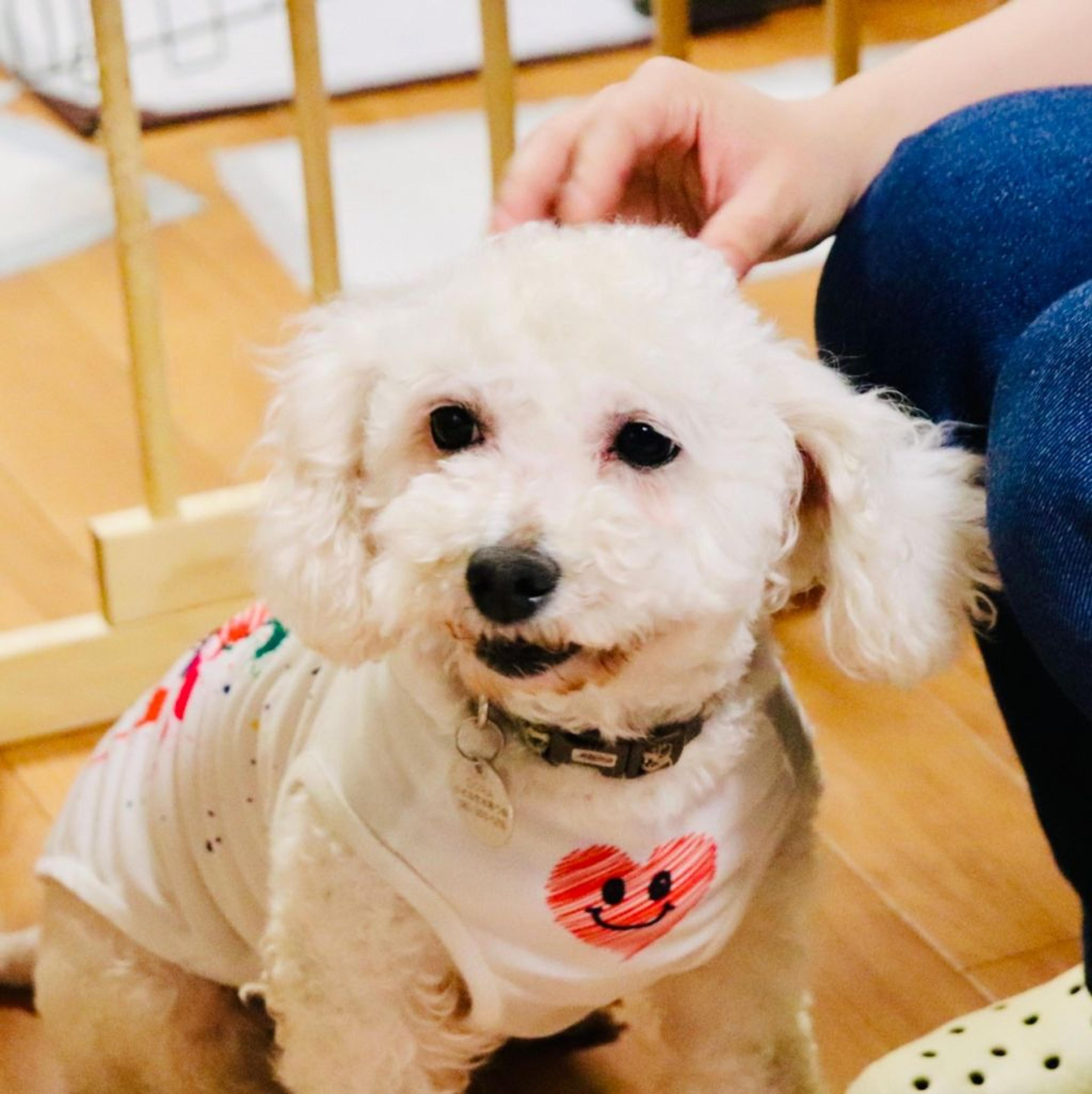 pet-image-7