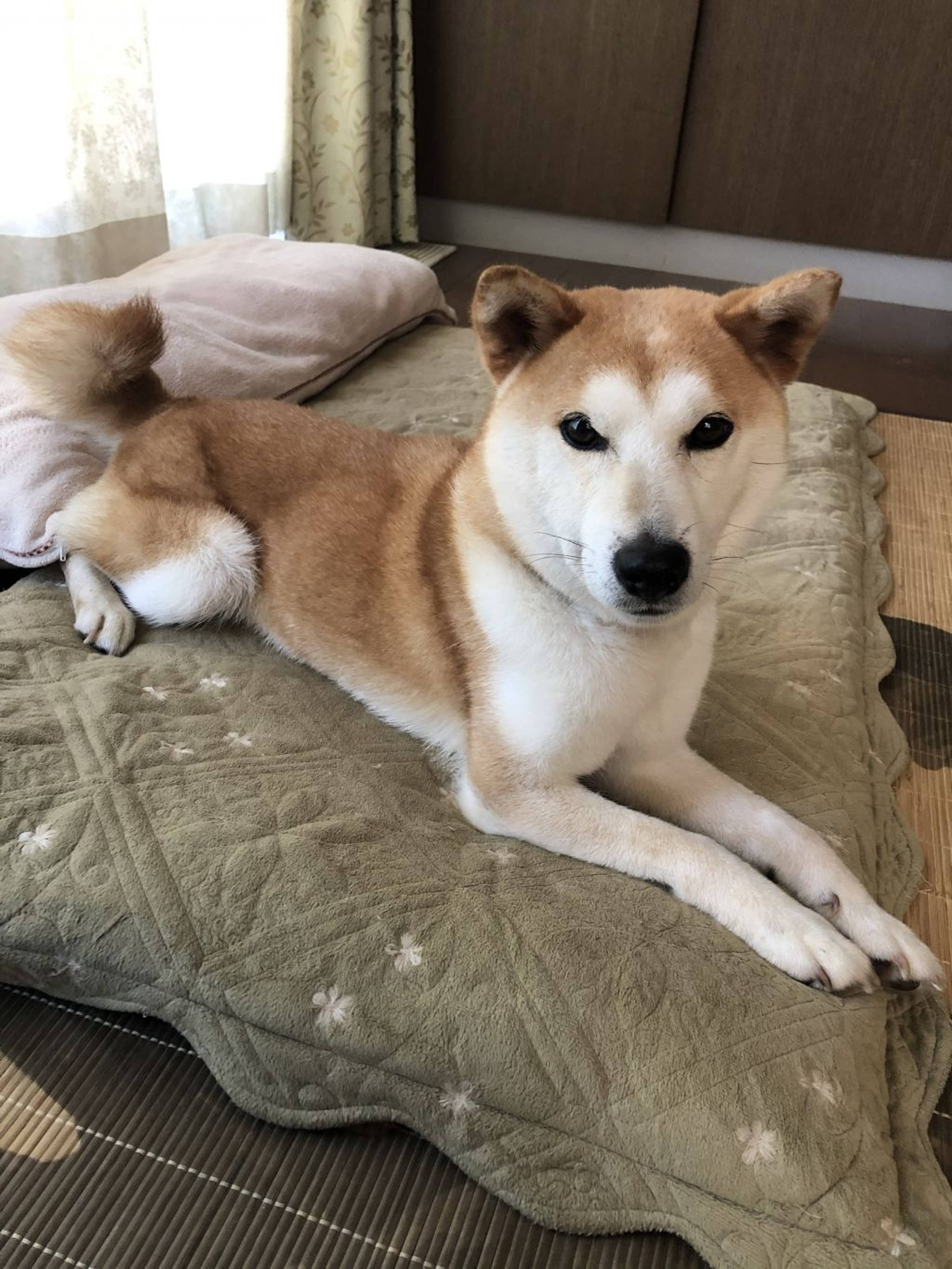 柴犬・メスの里親募集の写真
