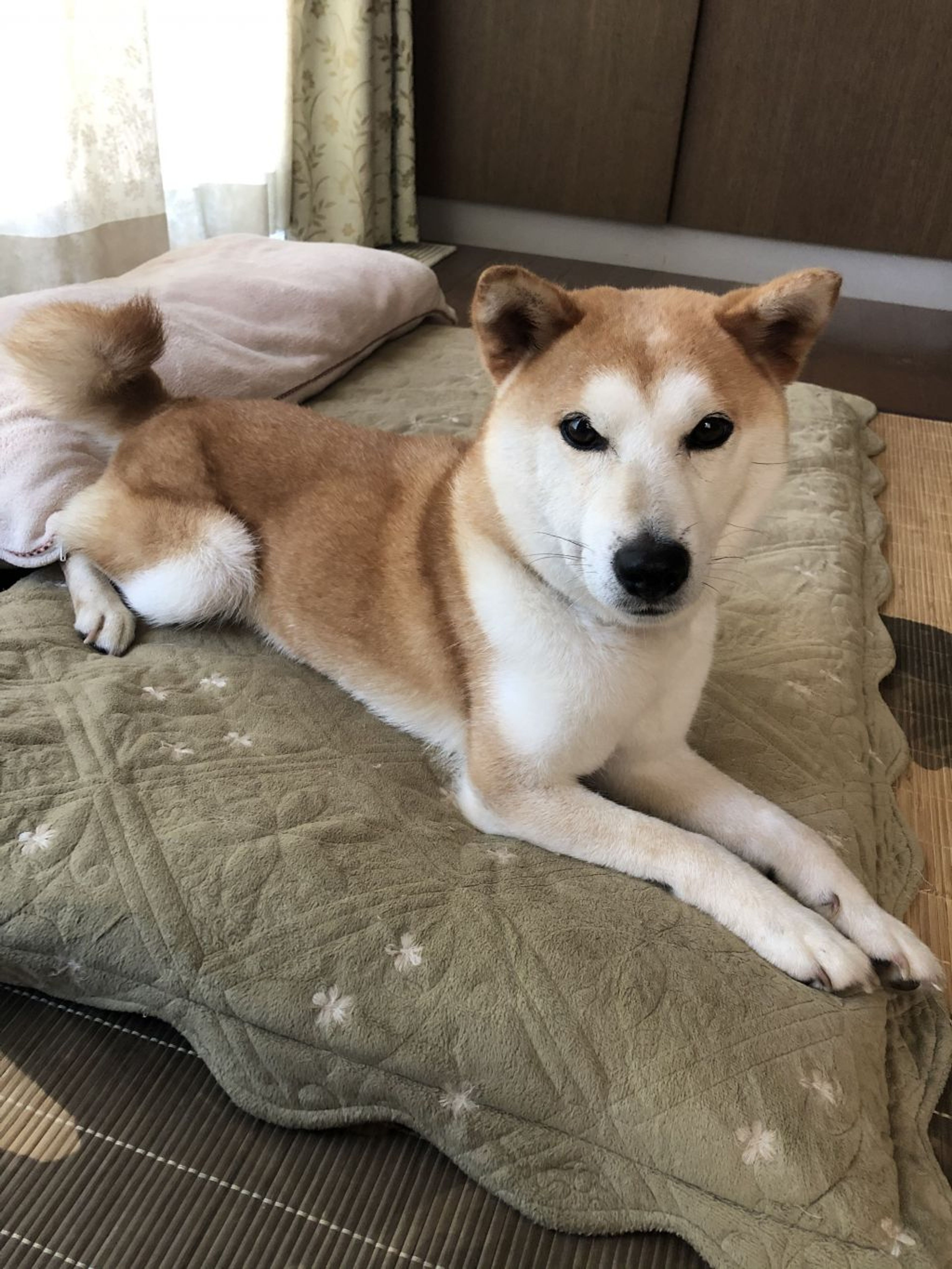 柴犬・メスの里親募集の写真