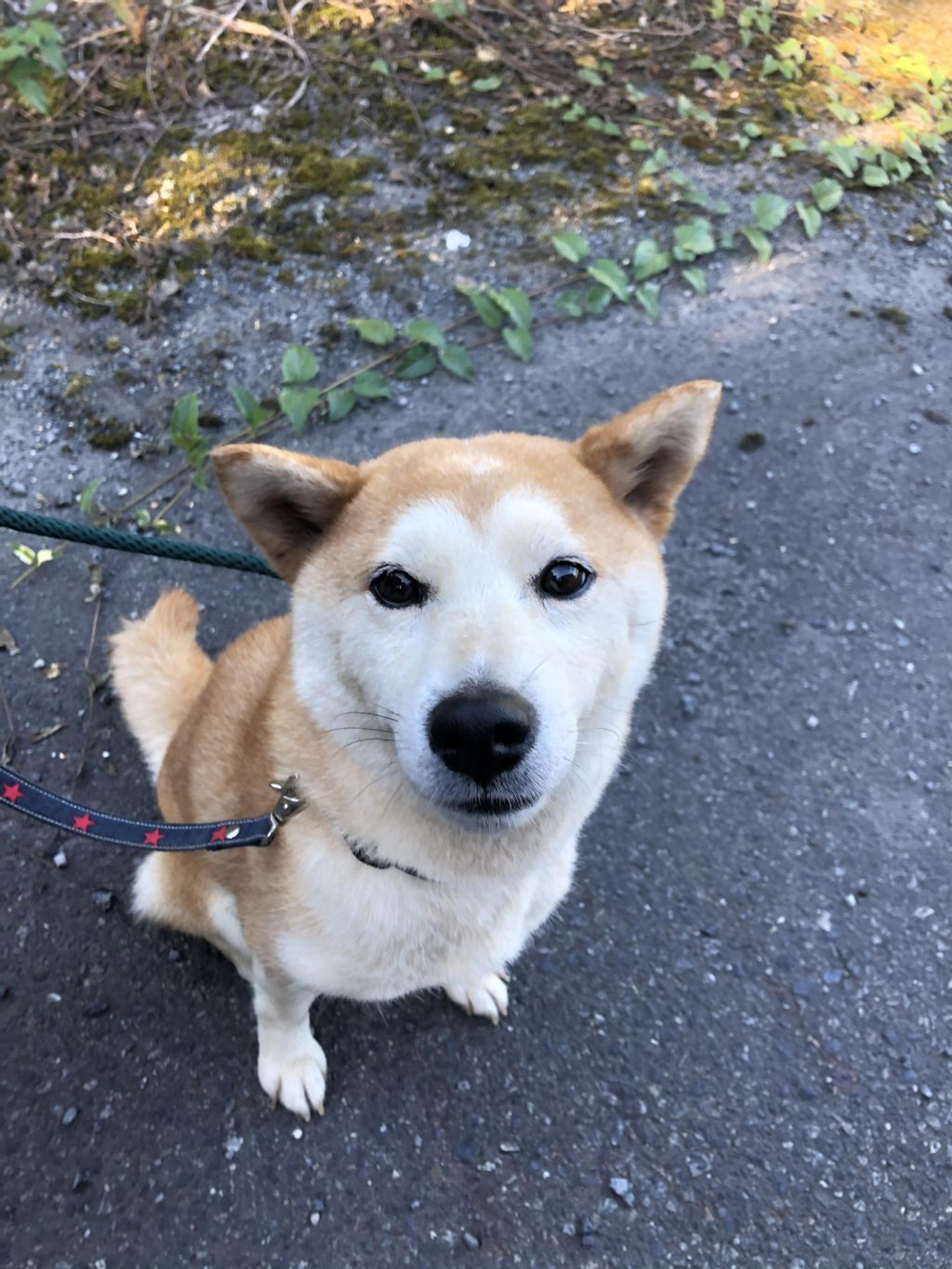 pet-image-2