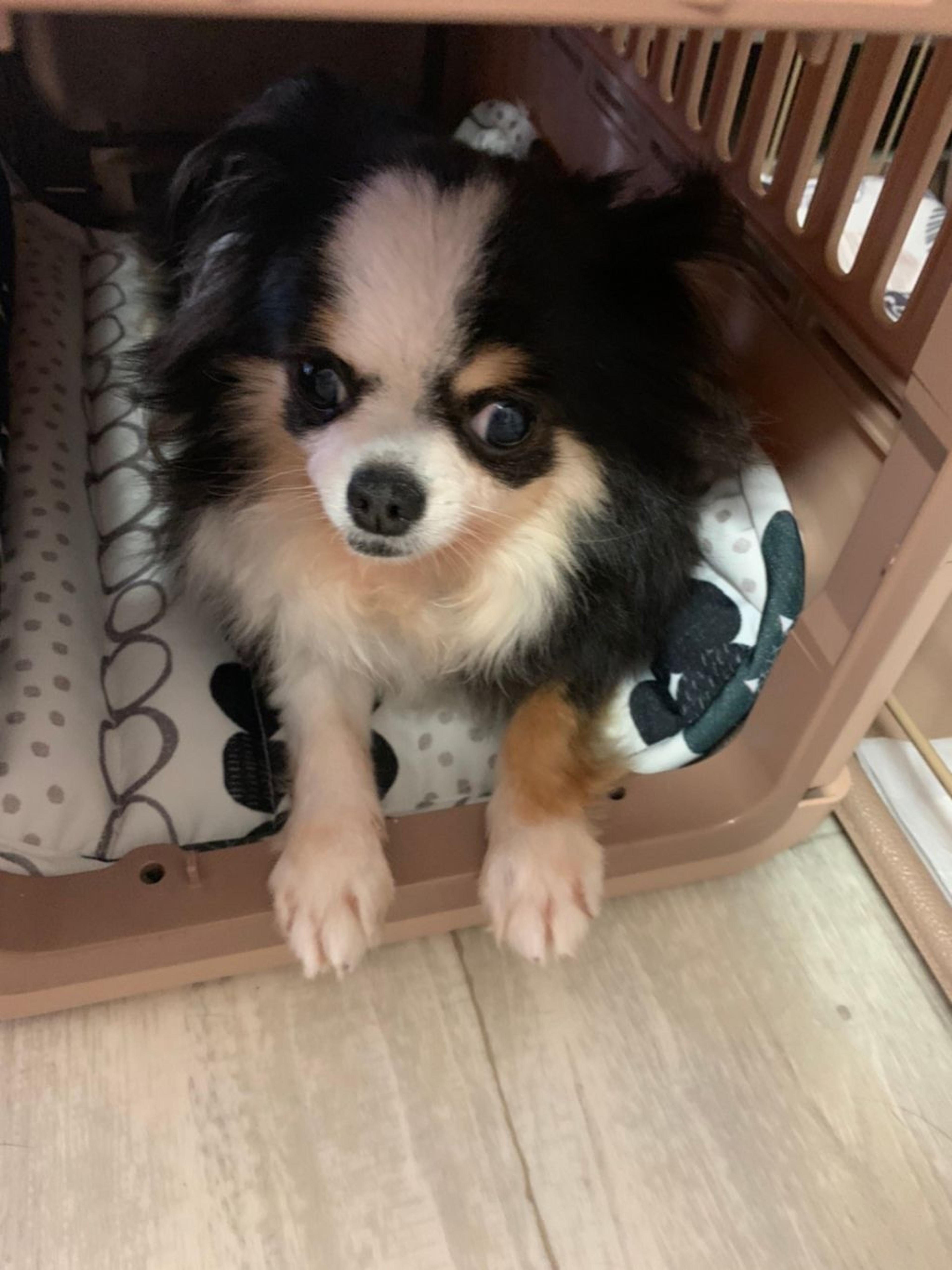 pet-image-2