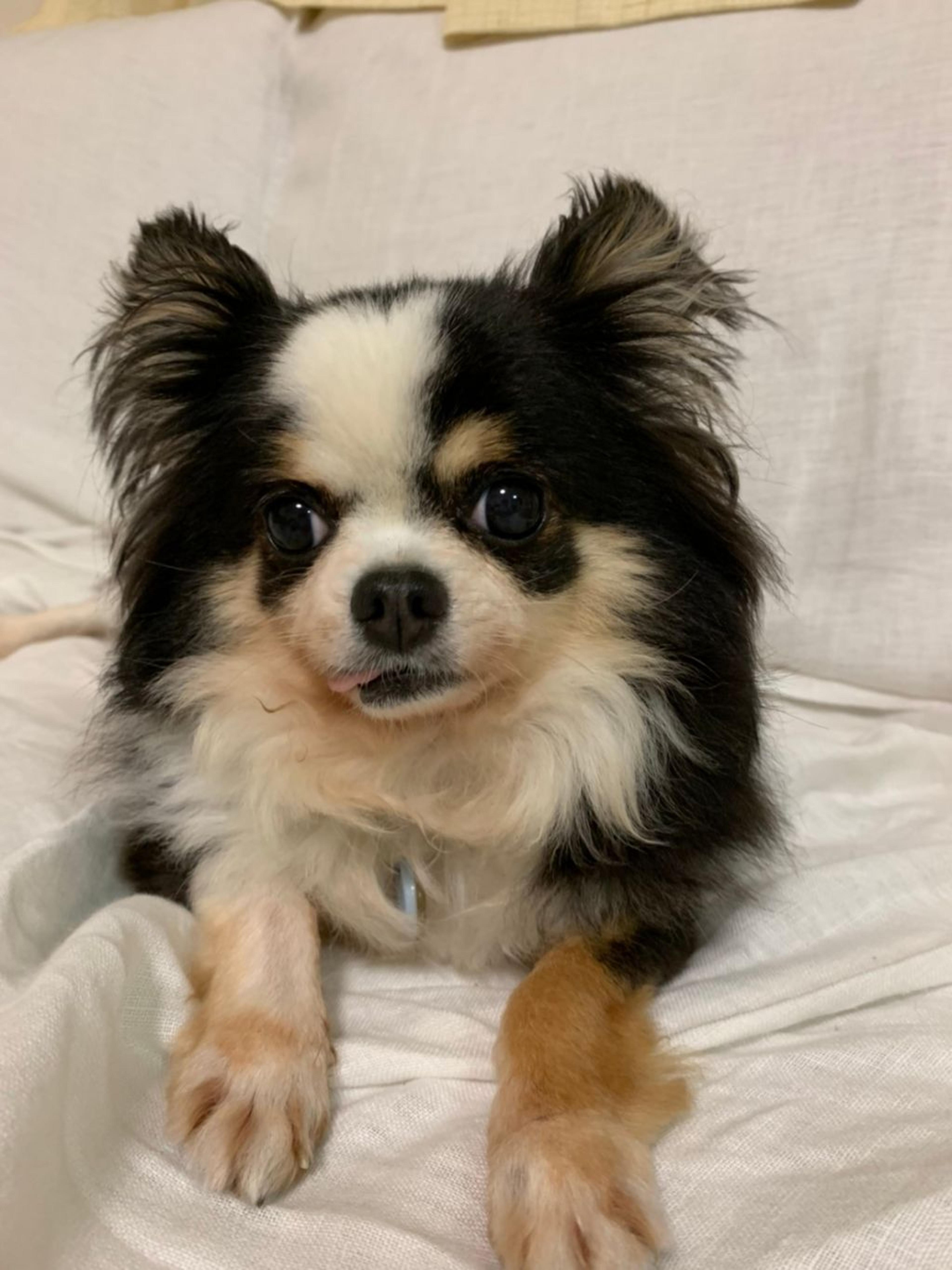 pet-image-3