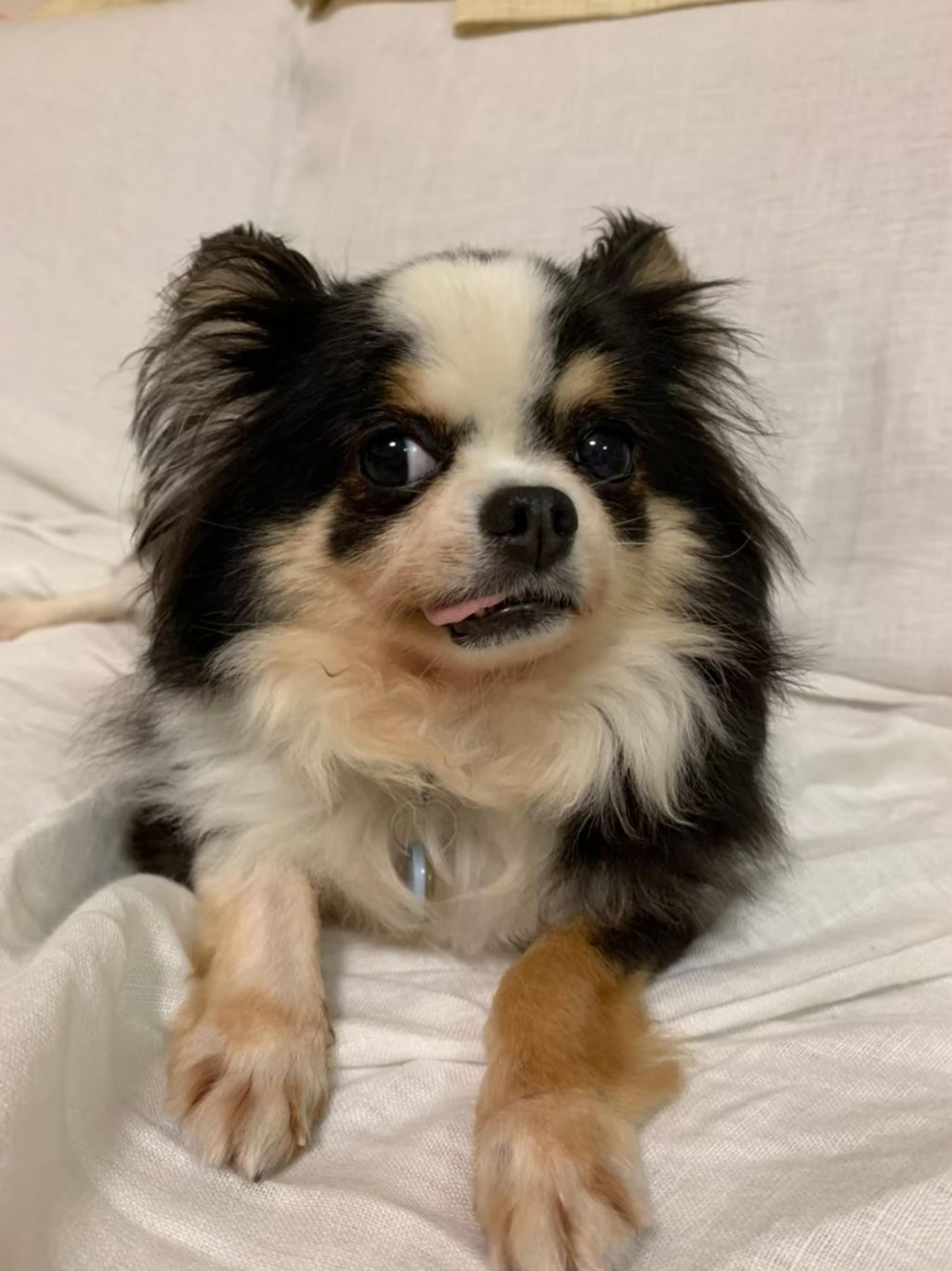 pet-image-4