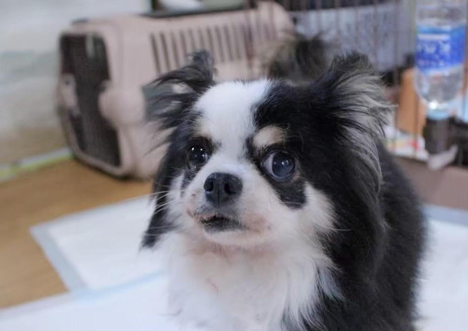 pet-image-5