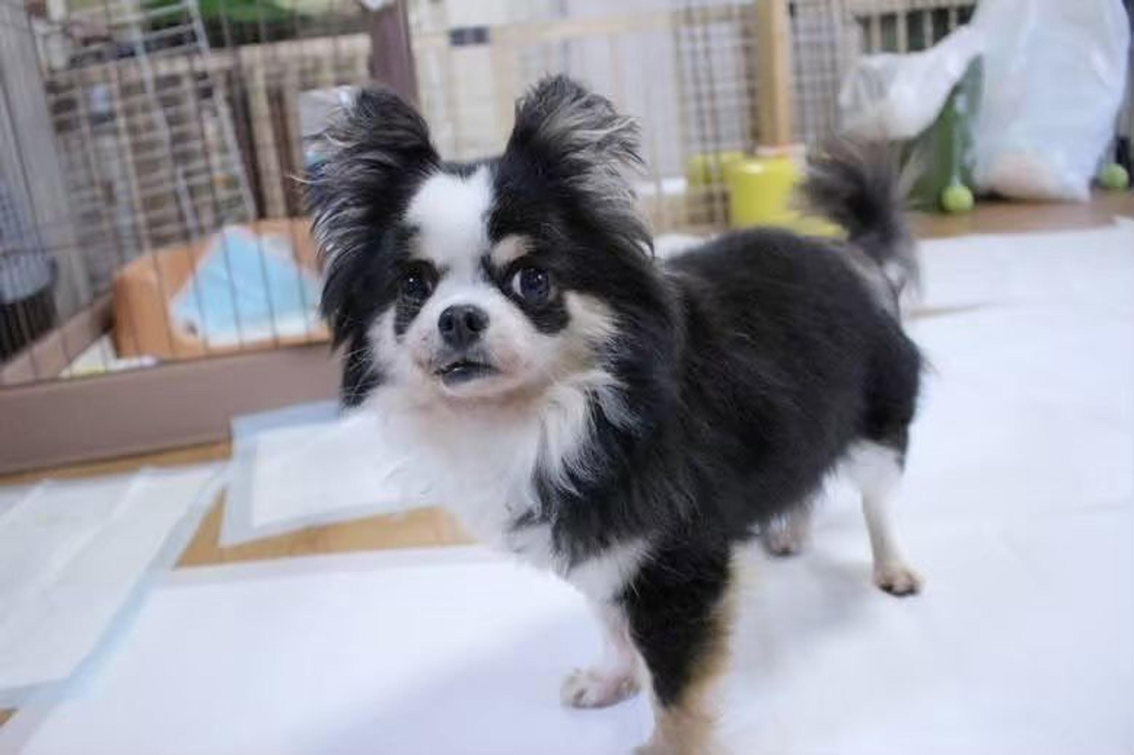 pet-image-6
