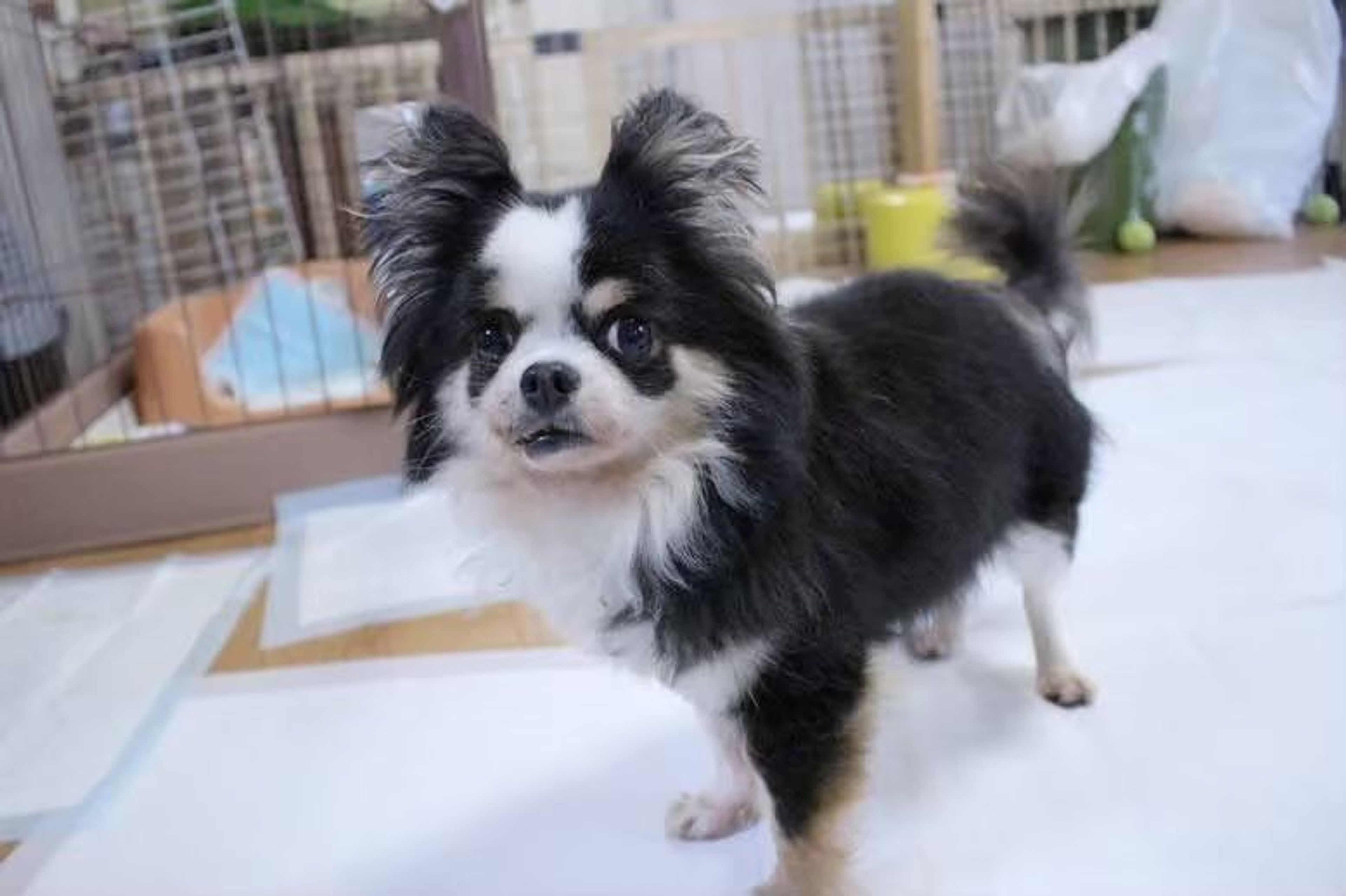 pet-image-6