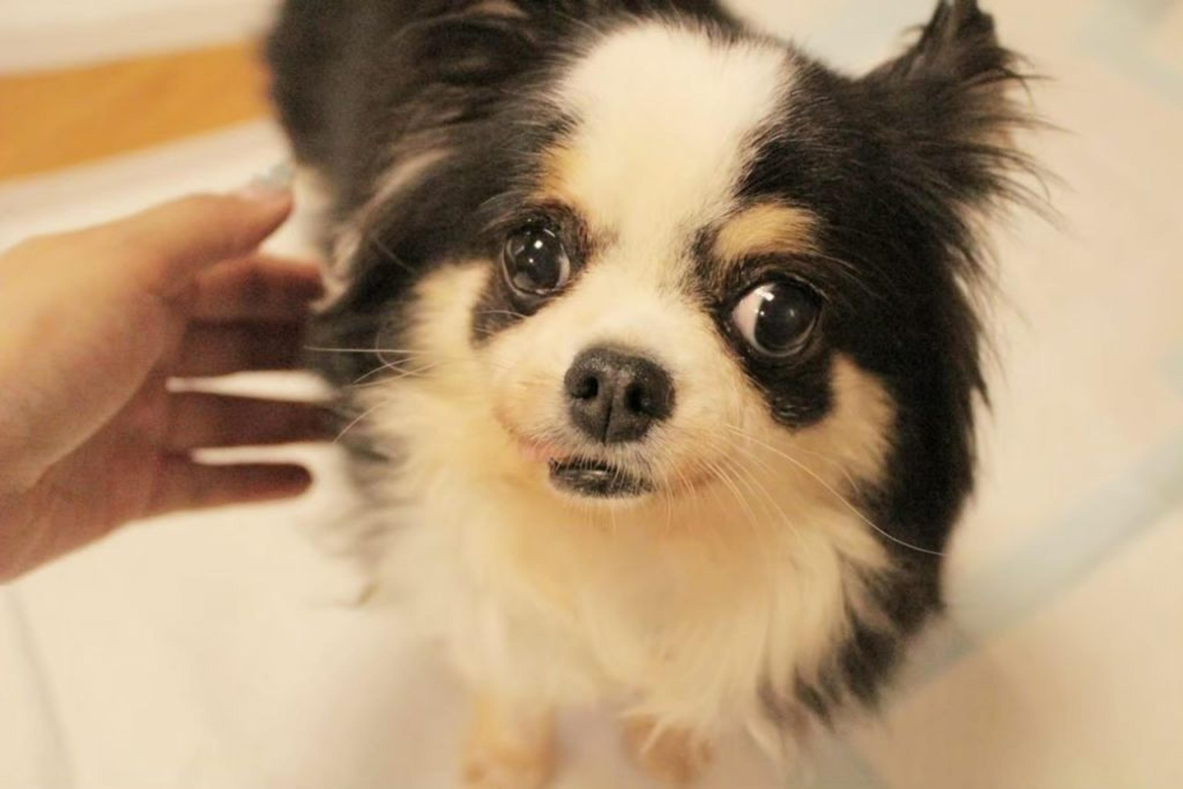pet-image-7