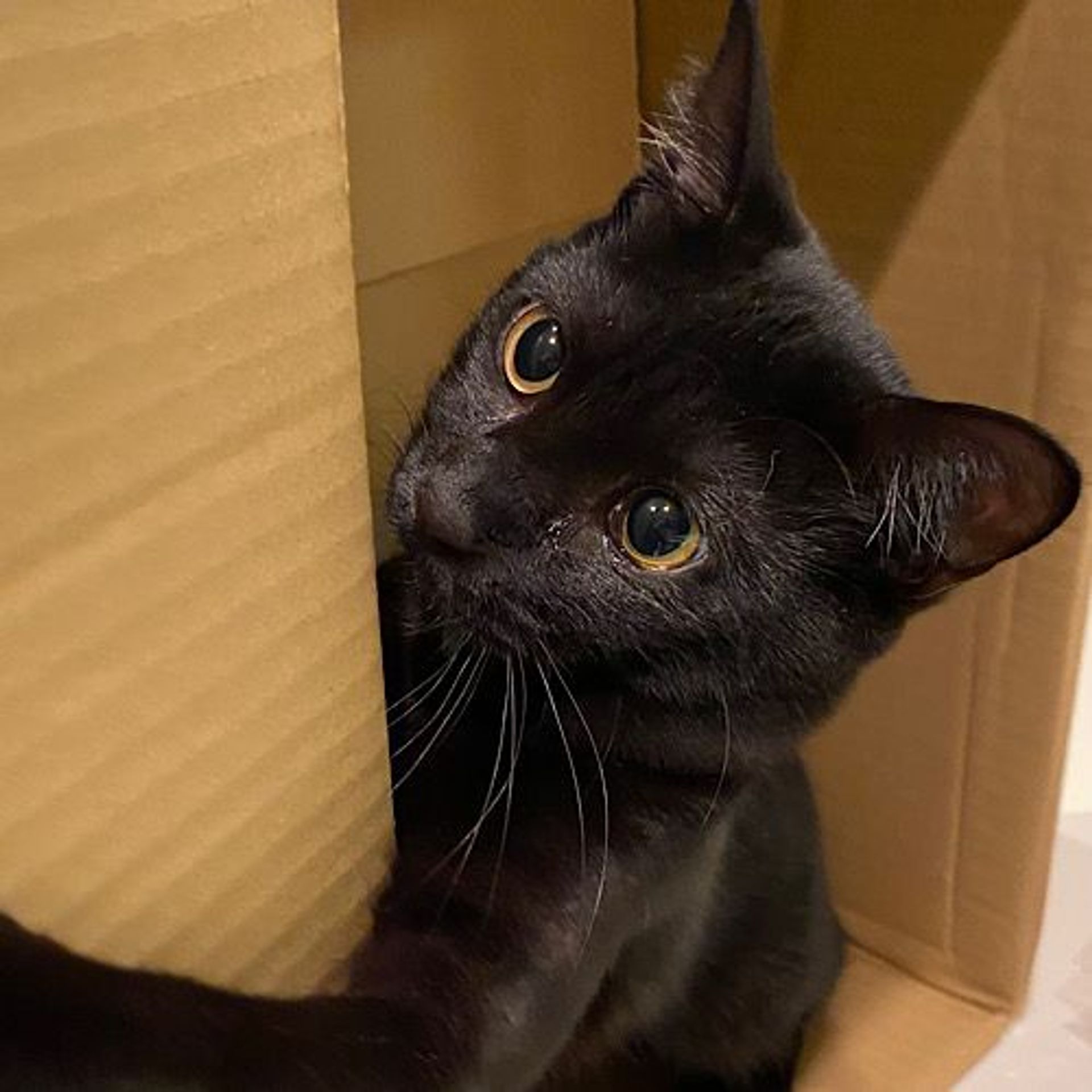 雑種（ミックス猫）・メスの里親募集の写真