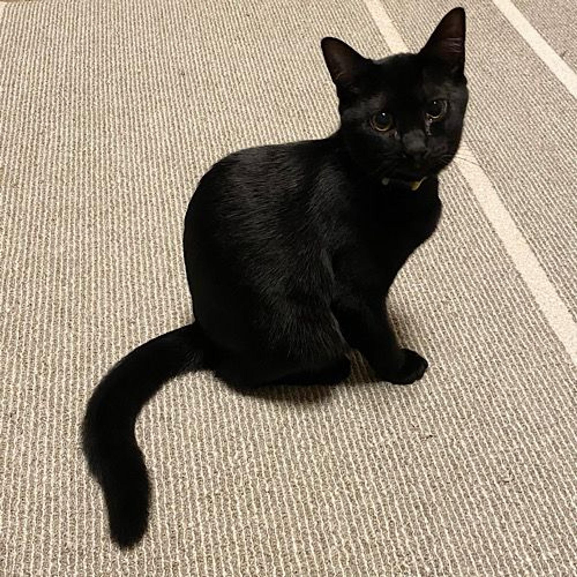 pet-image-2