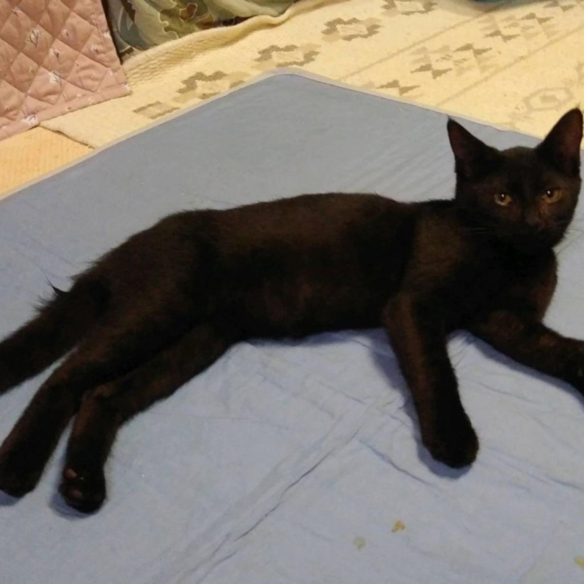 pet-image-2