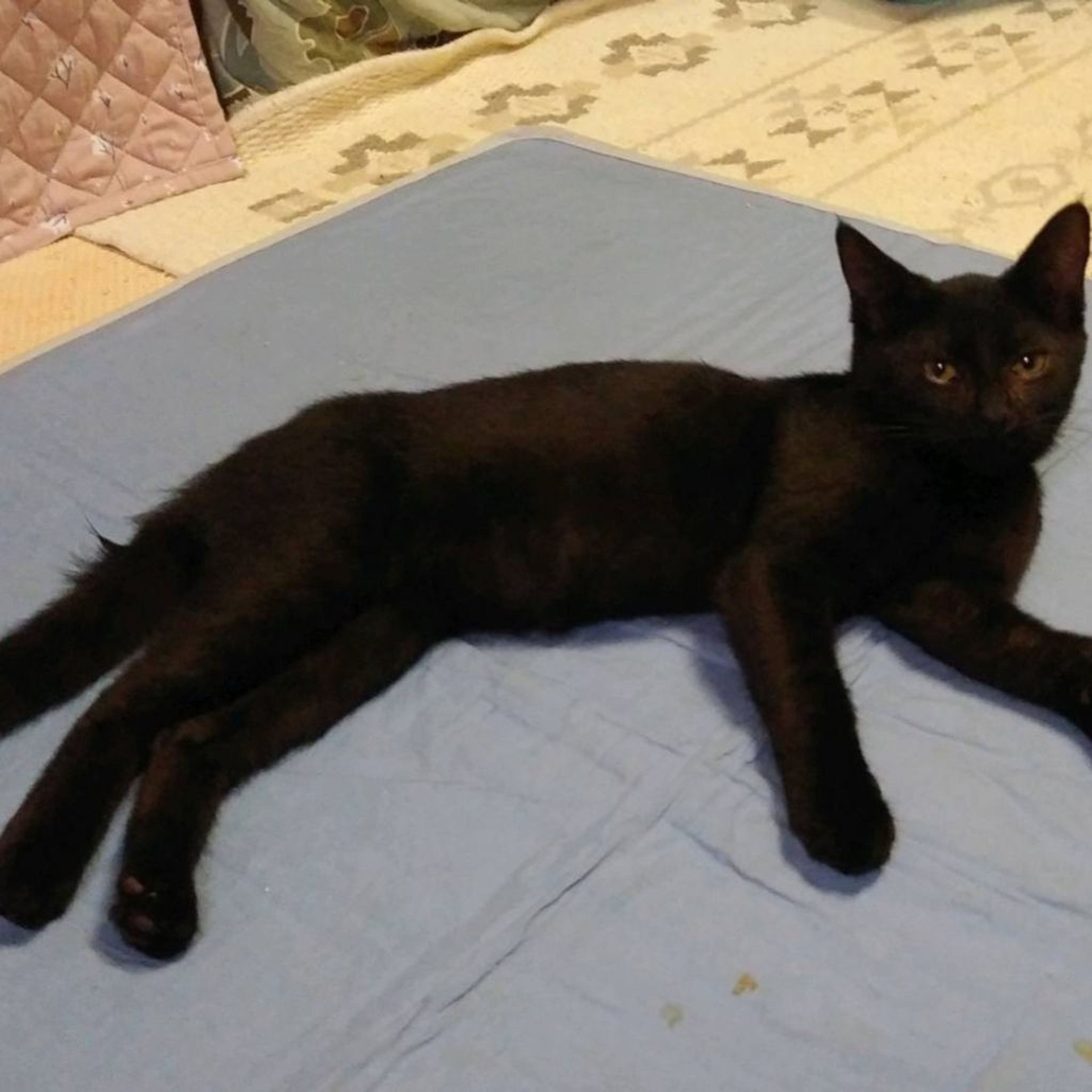pet-image-2