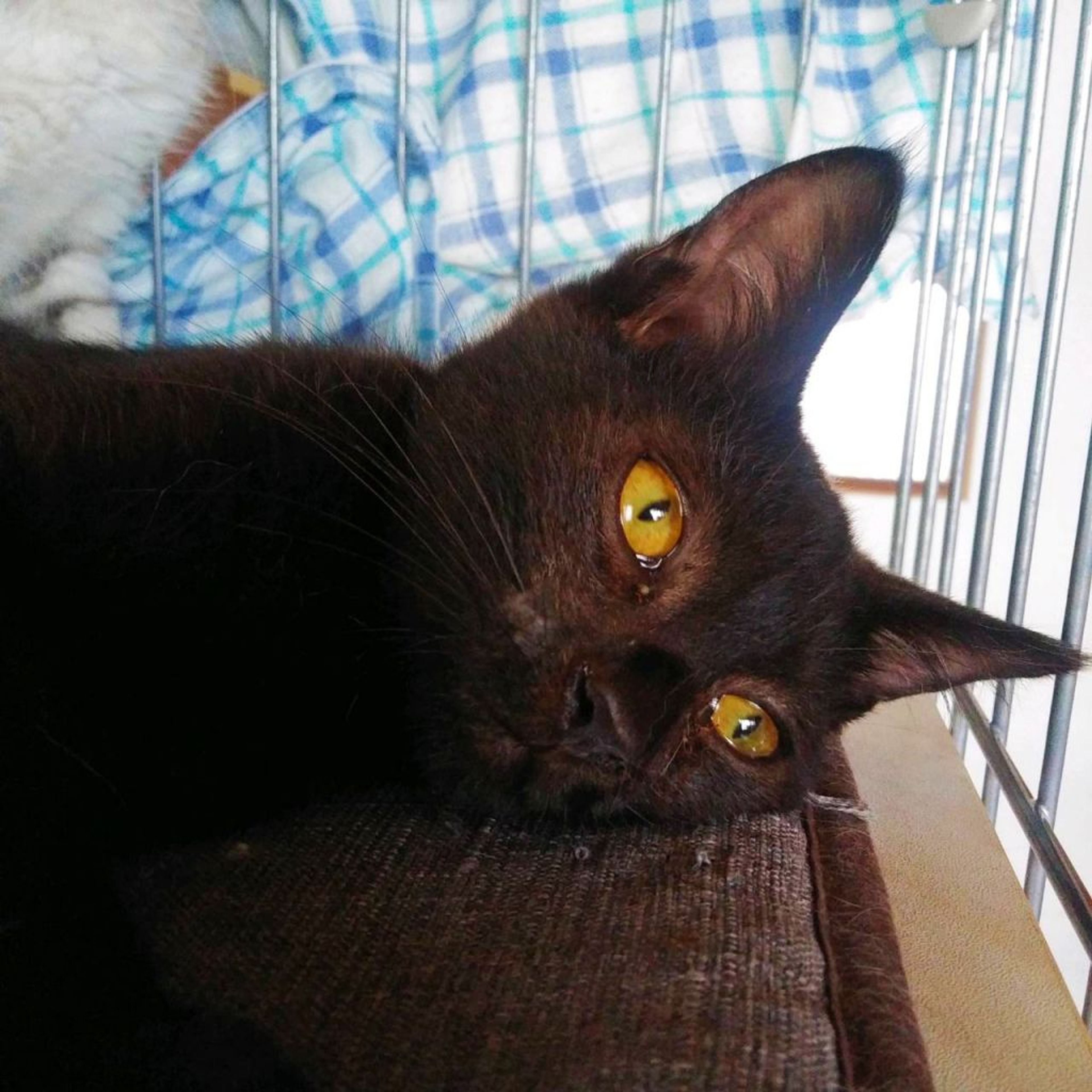 pet-image-5