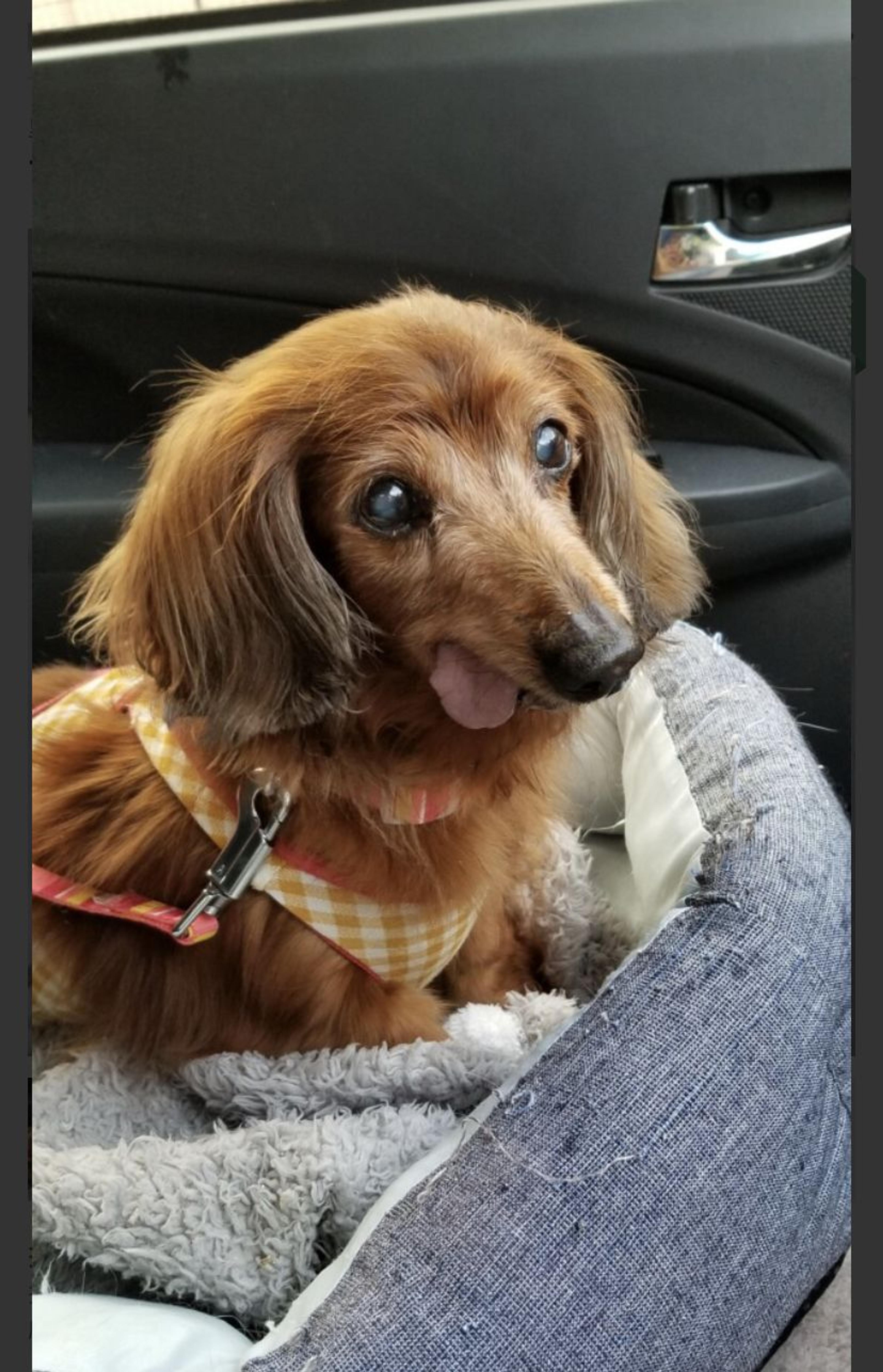 pet-image-2