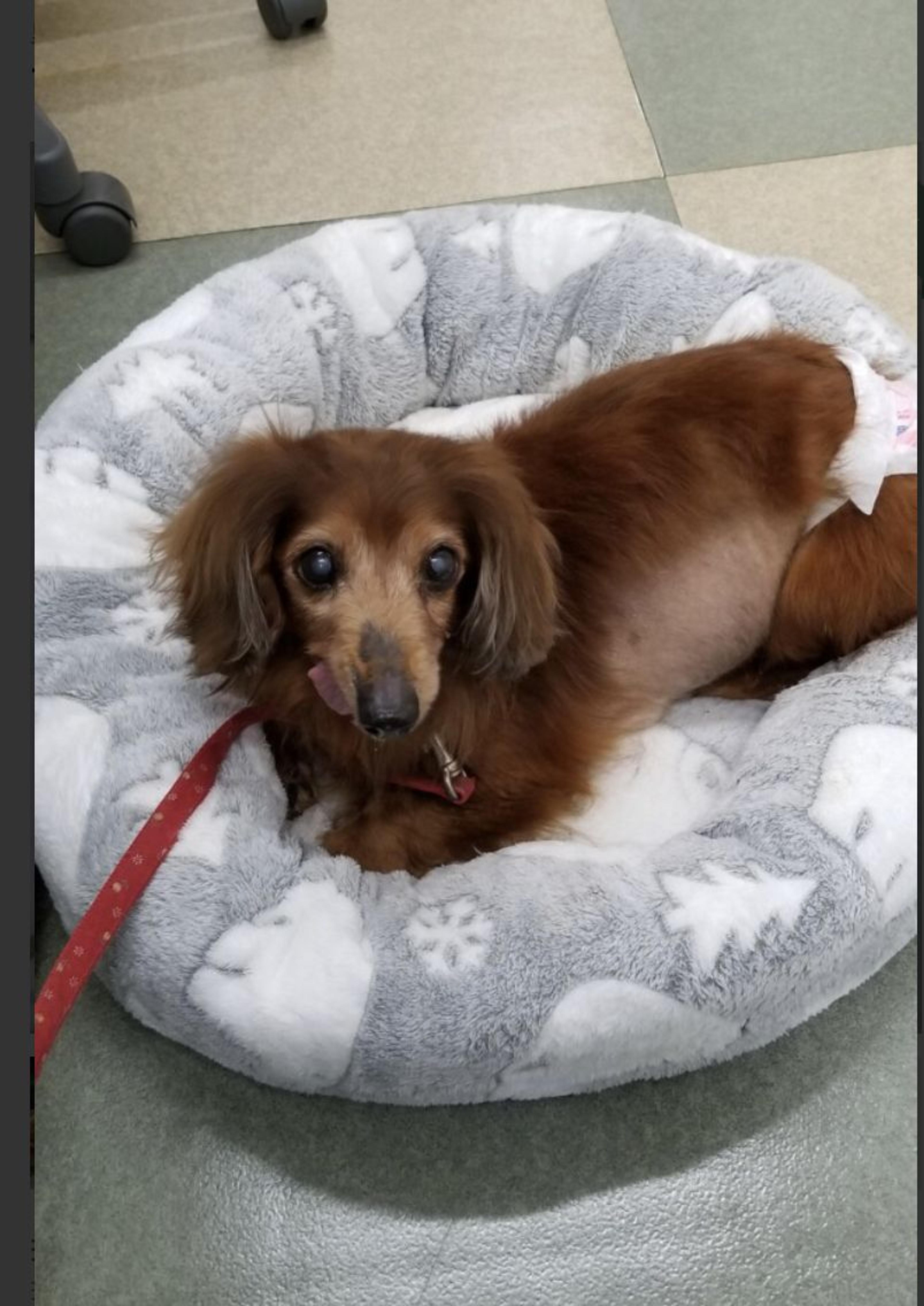 pet-image-3