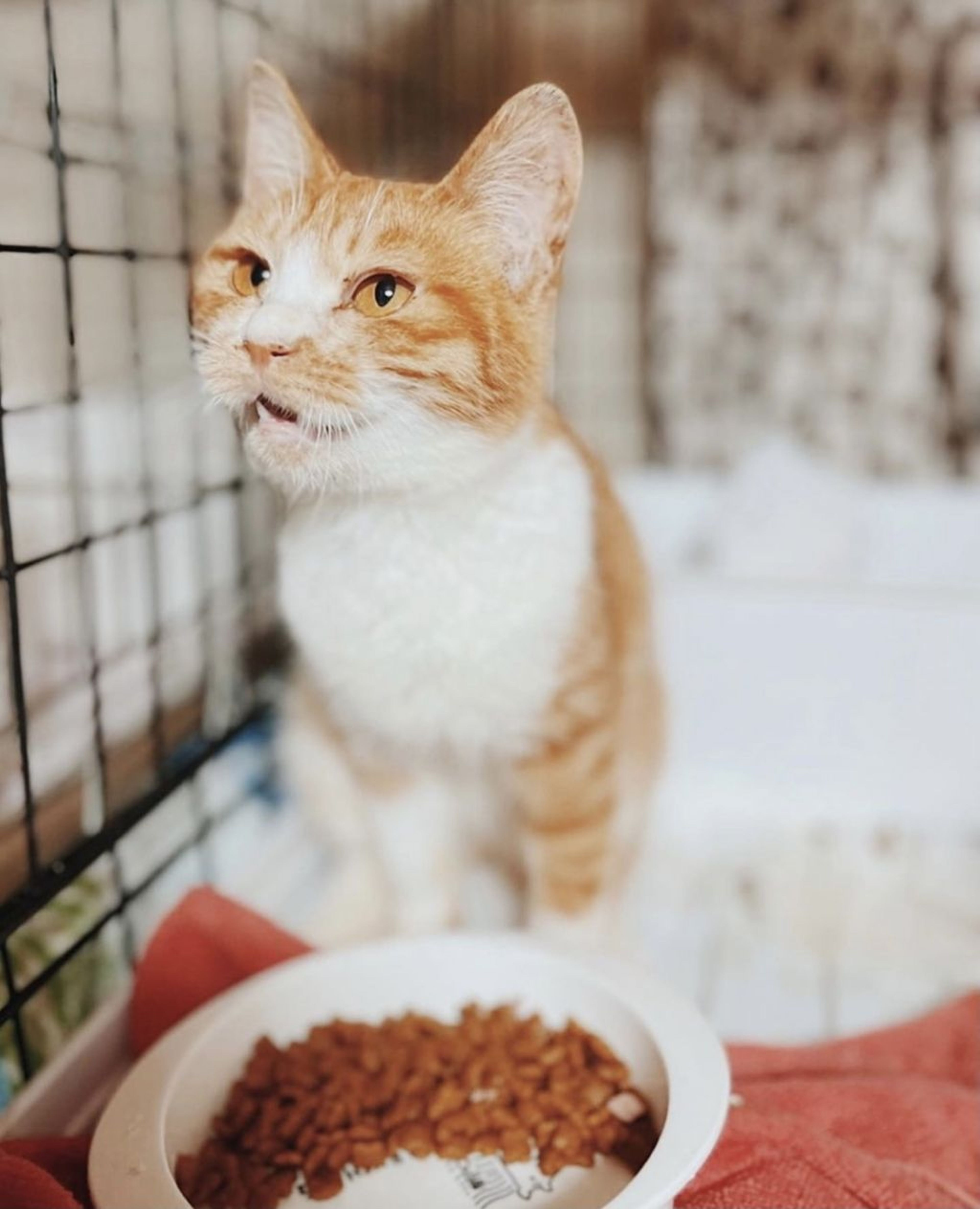 雑種（ミックス猫）・メスの里親募集の写真