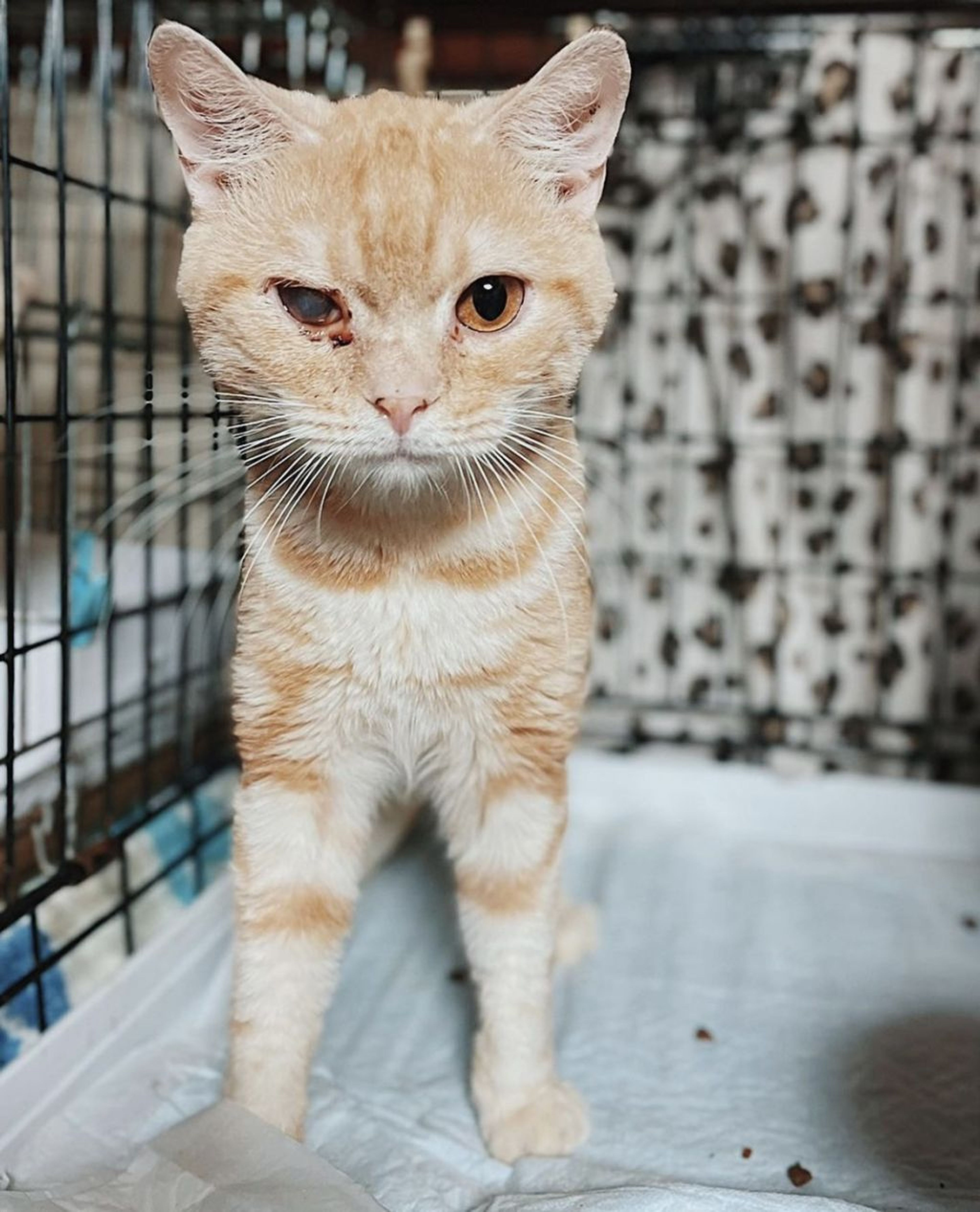 マンチカン・メスの里親募集の写真