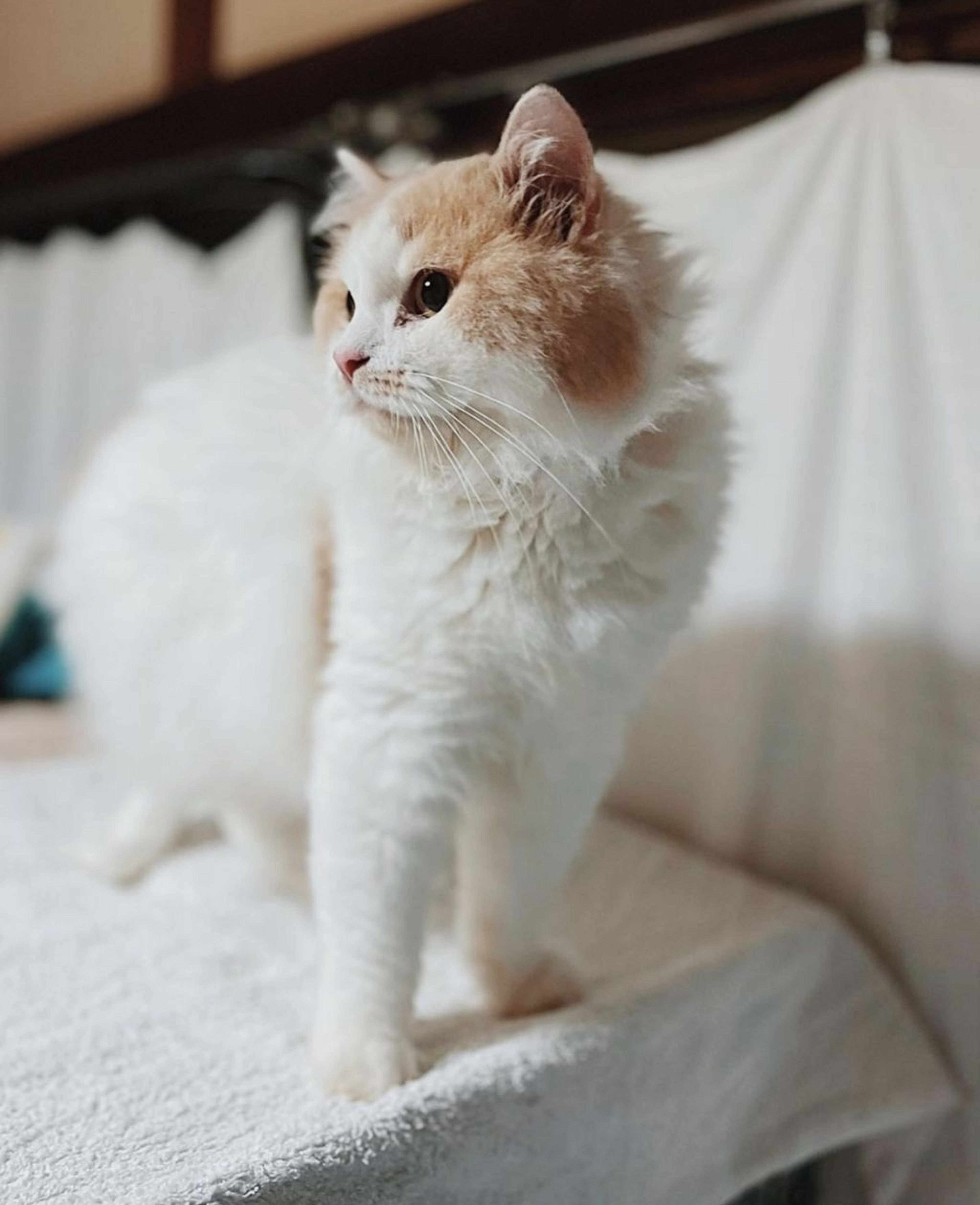 マンチカン・オスの里親募集の写真