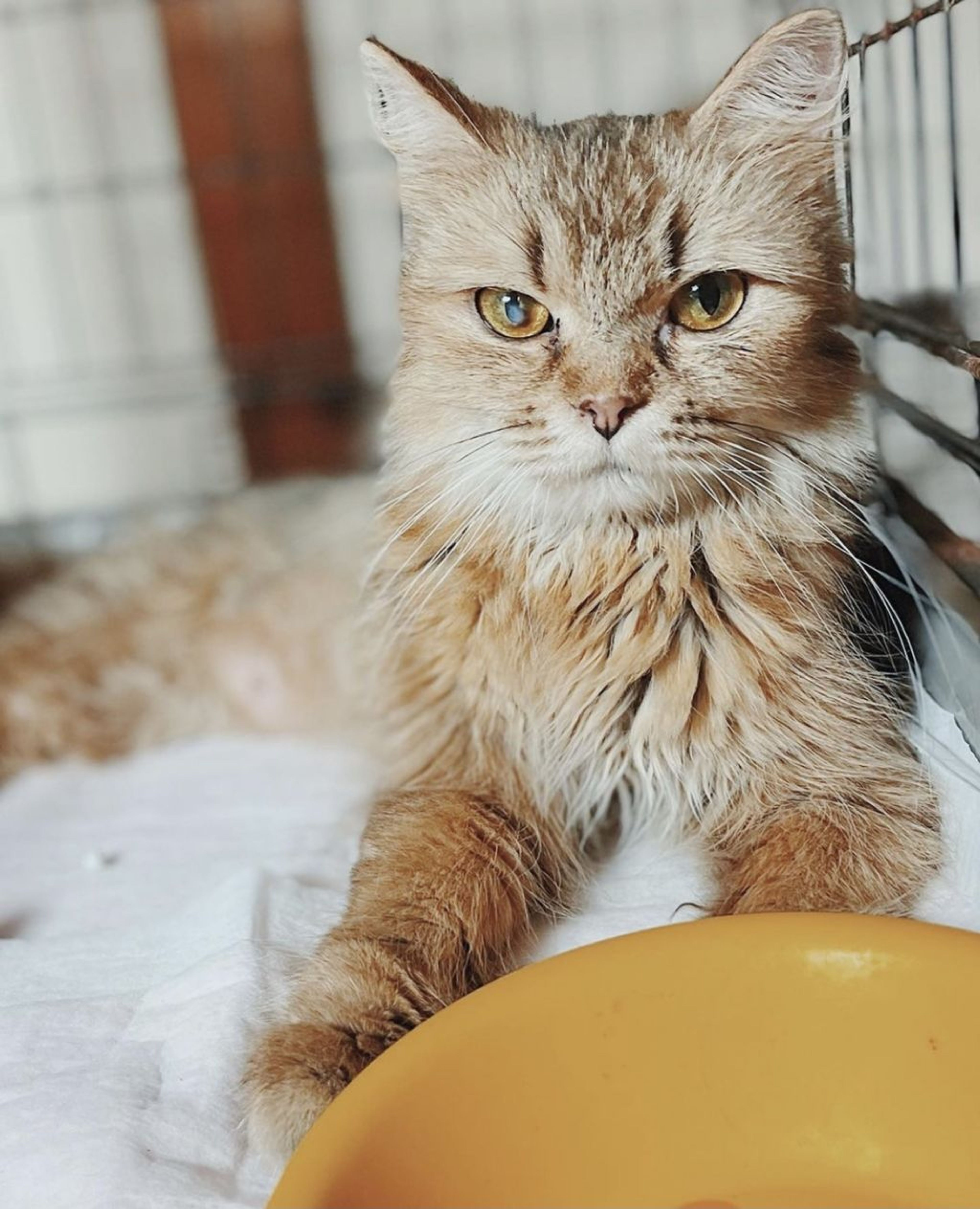 マンチカン・メスの里親募集の写真
