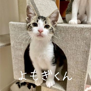 よもぎの写真