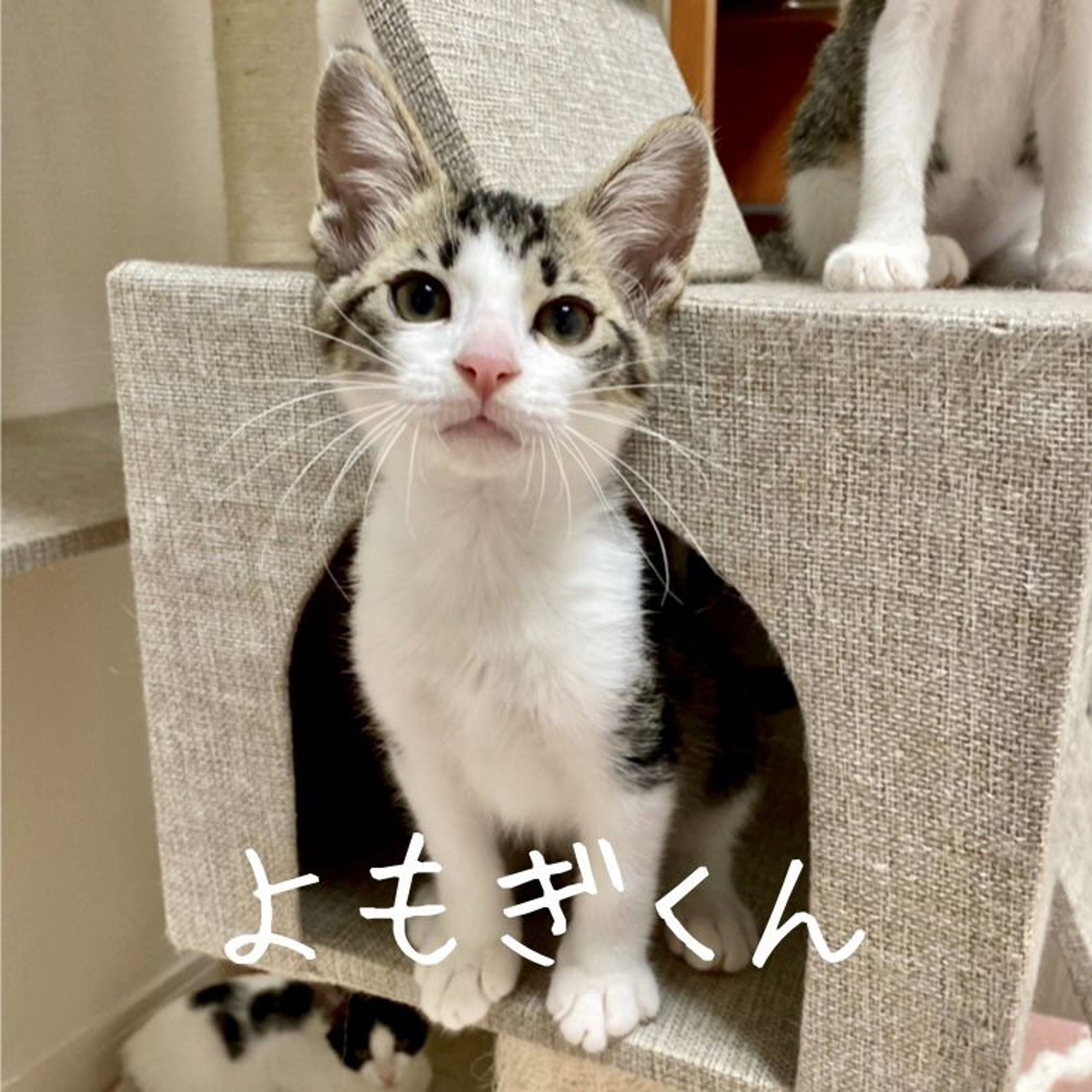 雑種（ミックス猫）・オスの里親募集の写真