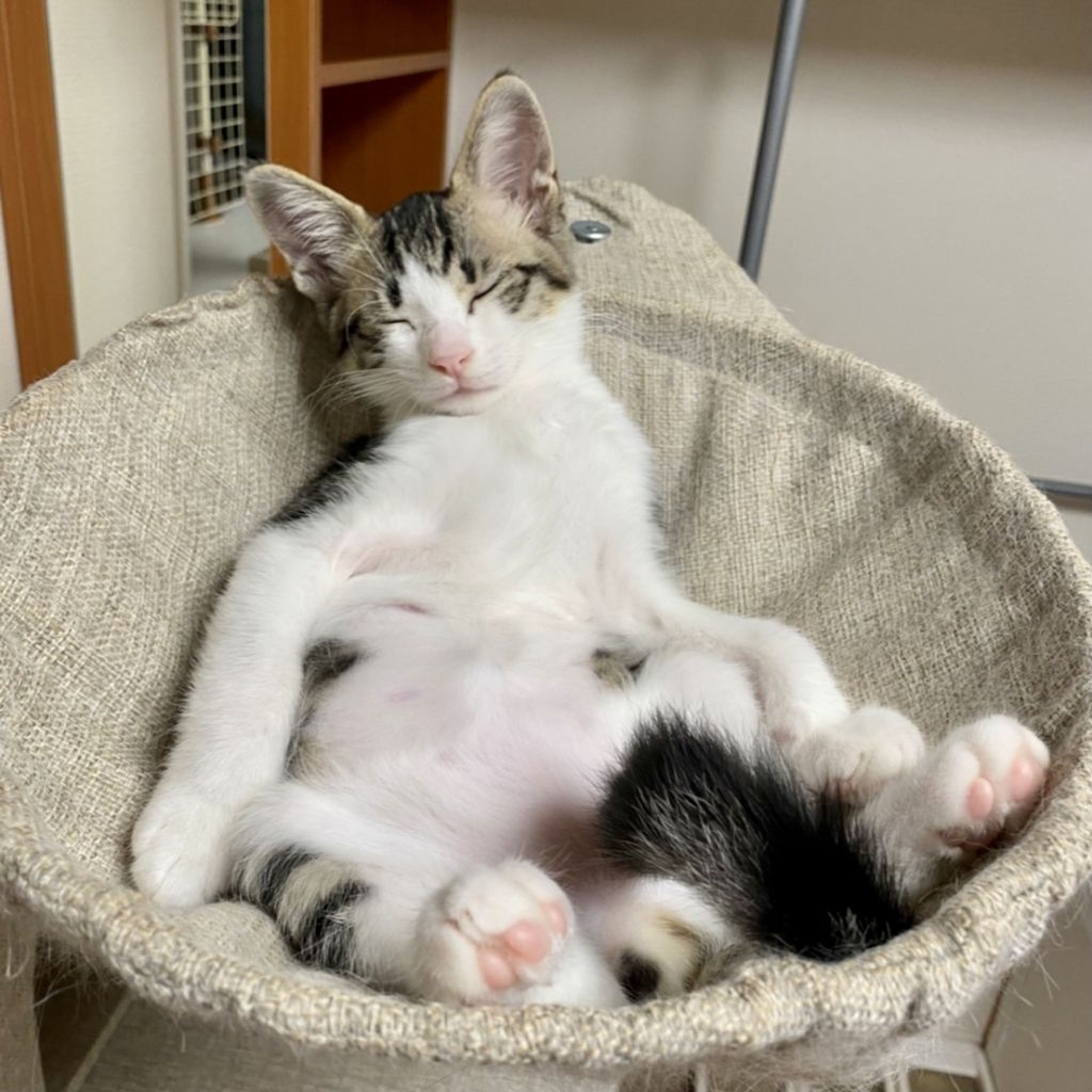 pet-image-2