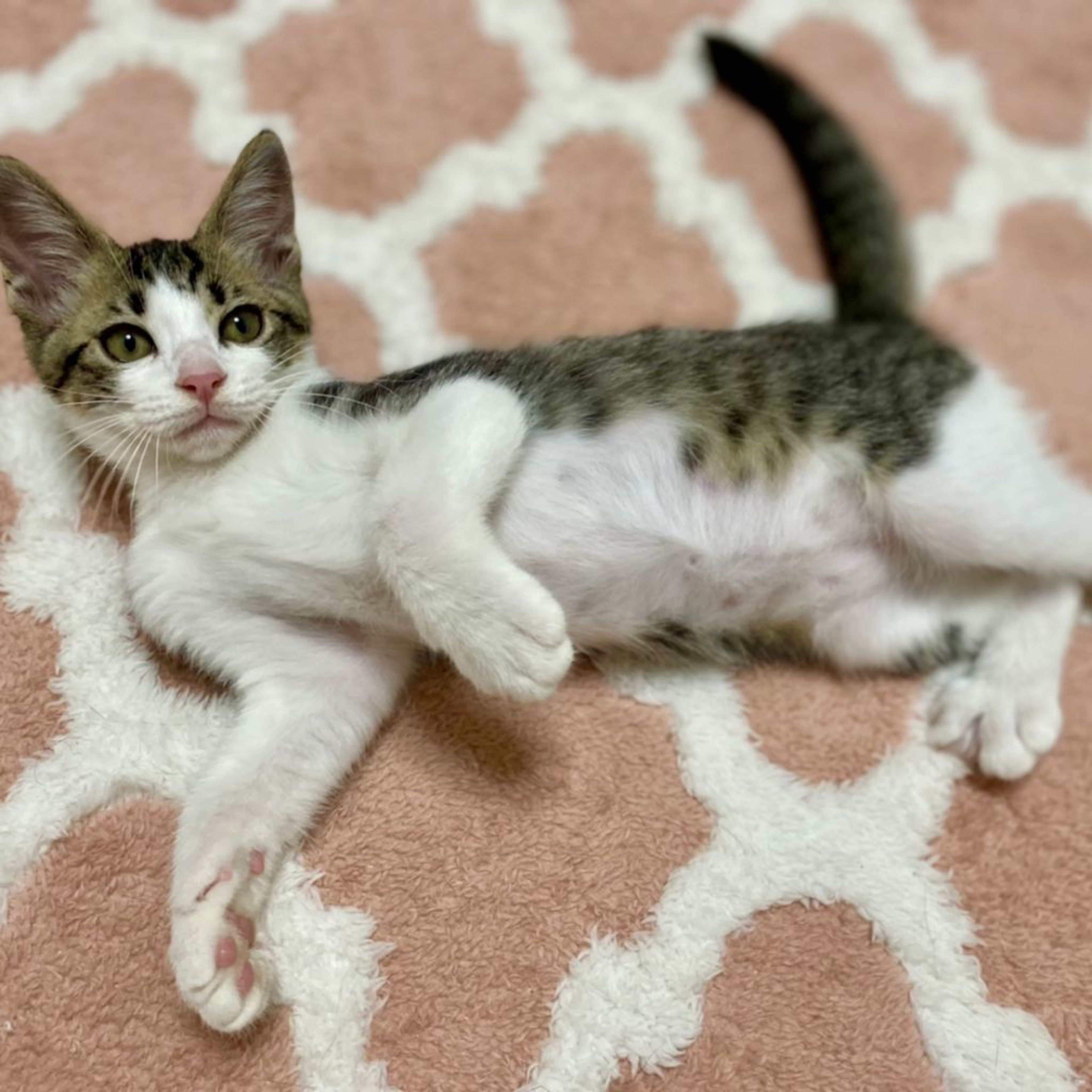 pet-image-3