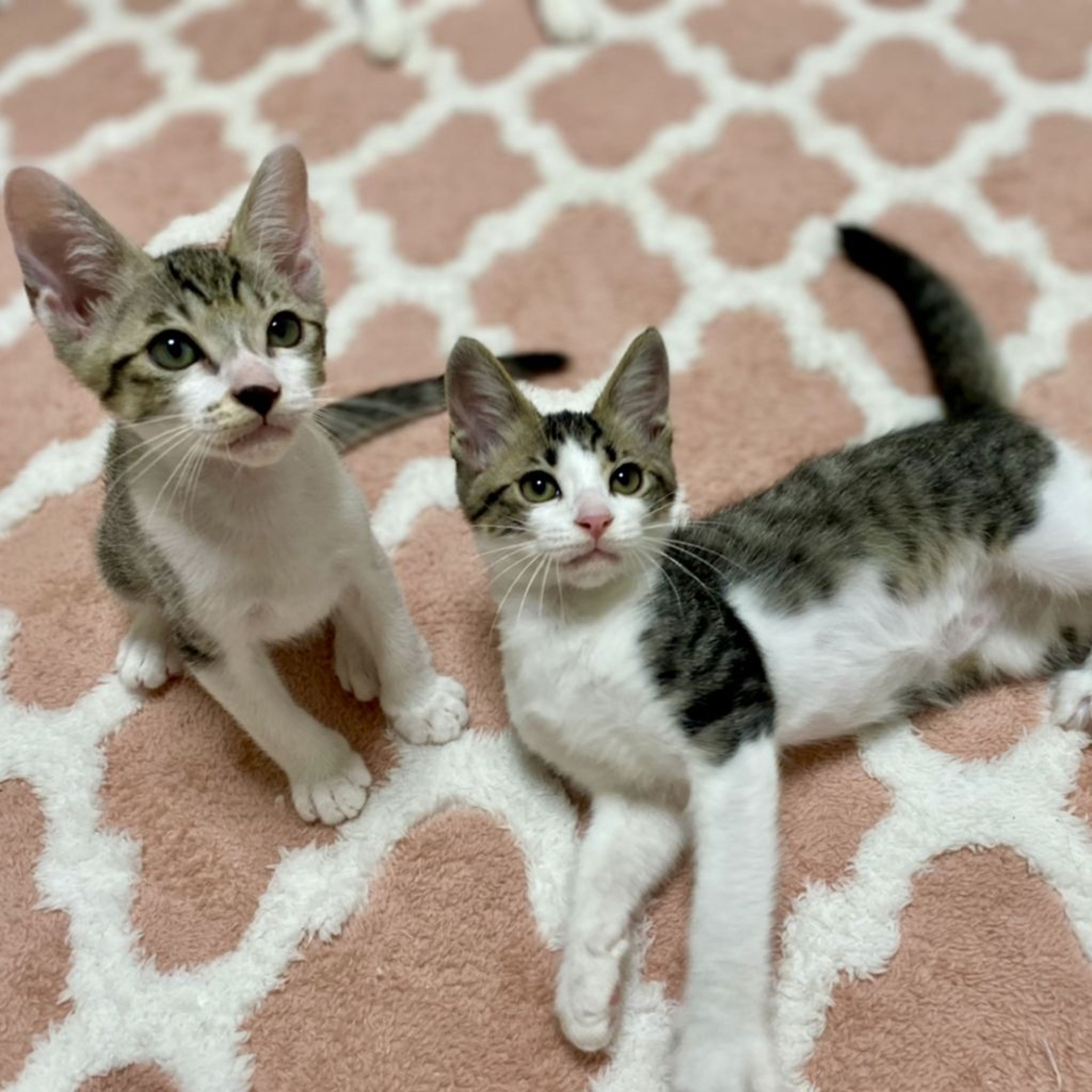 pet-image-5