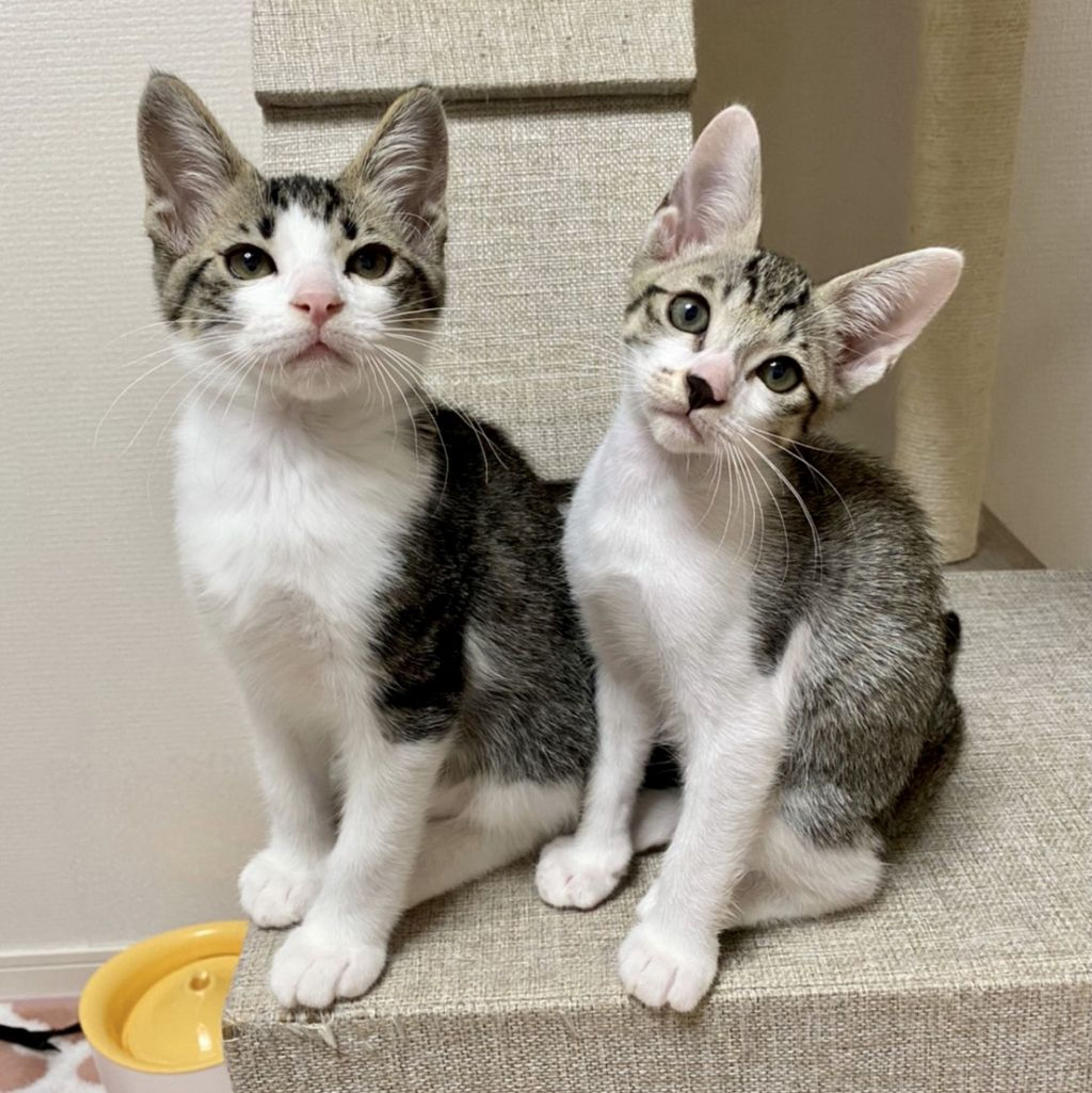 pet-image-6