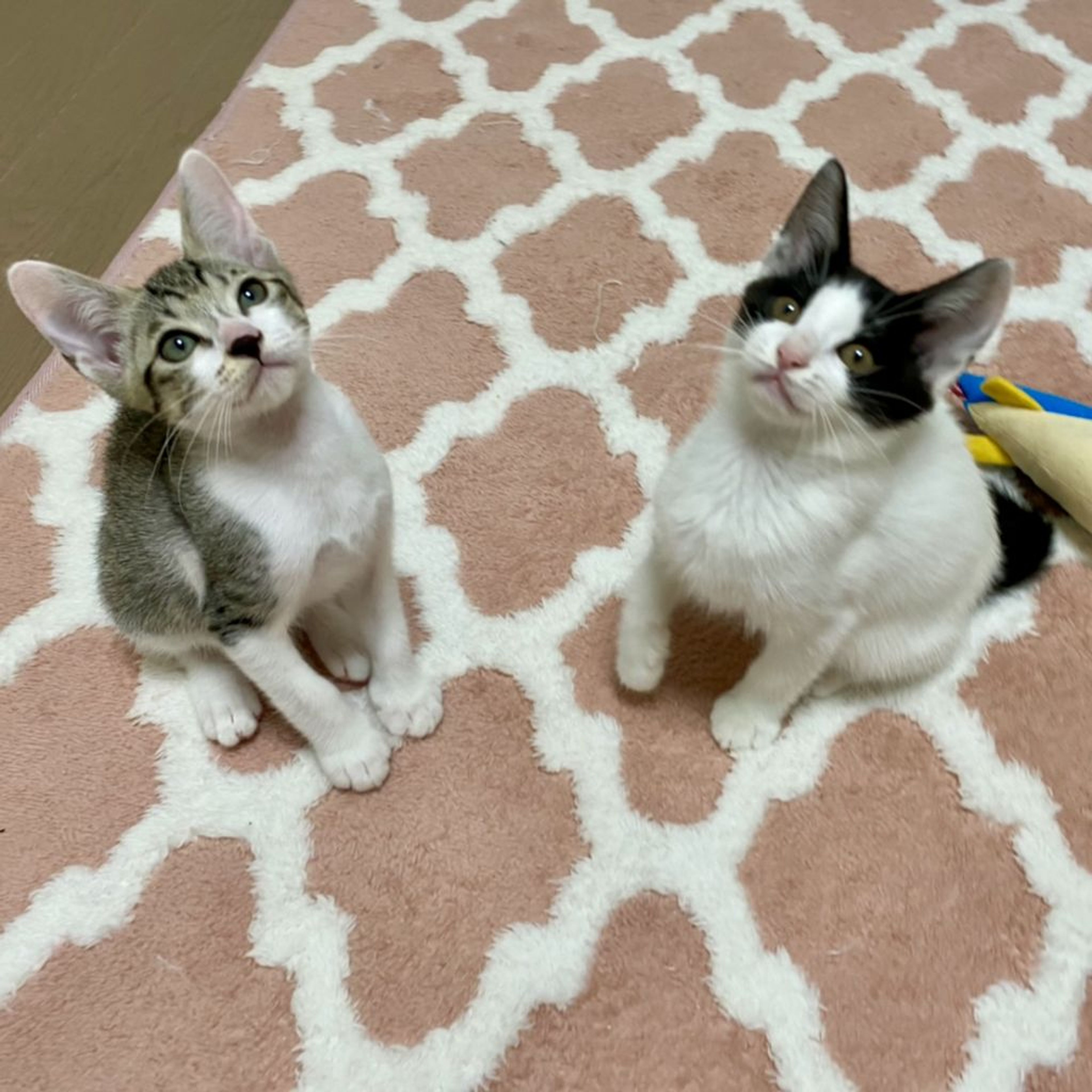 pet-image-4