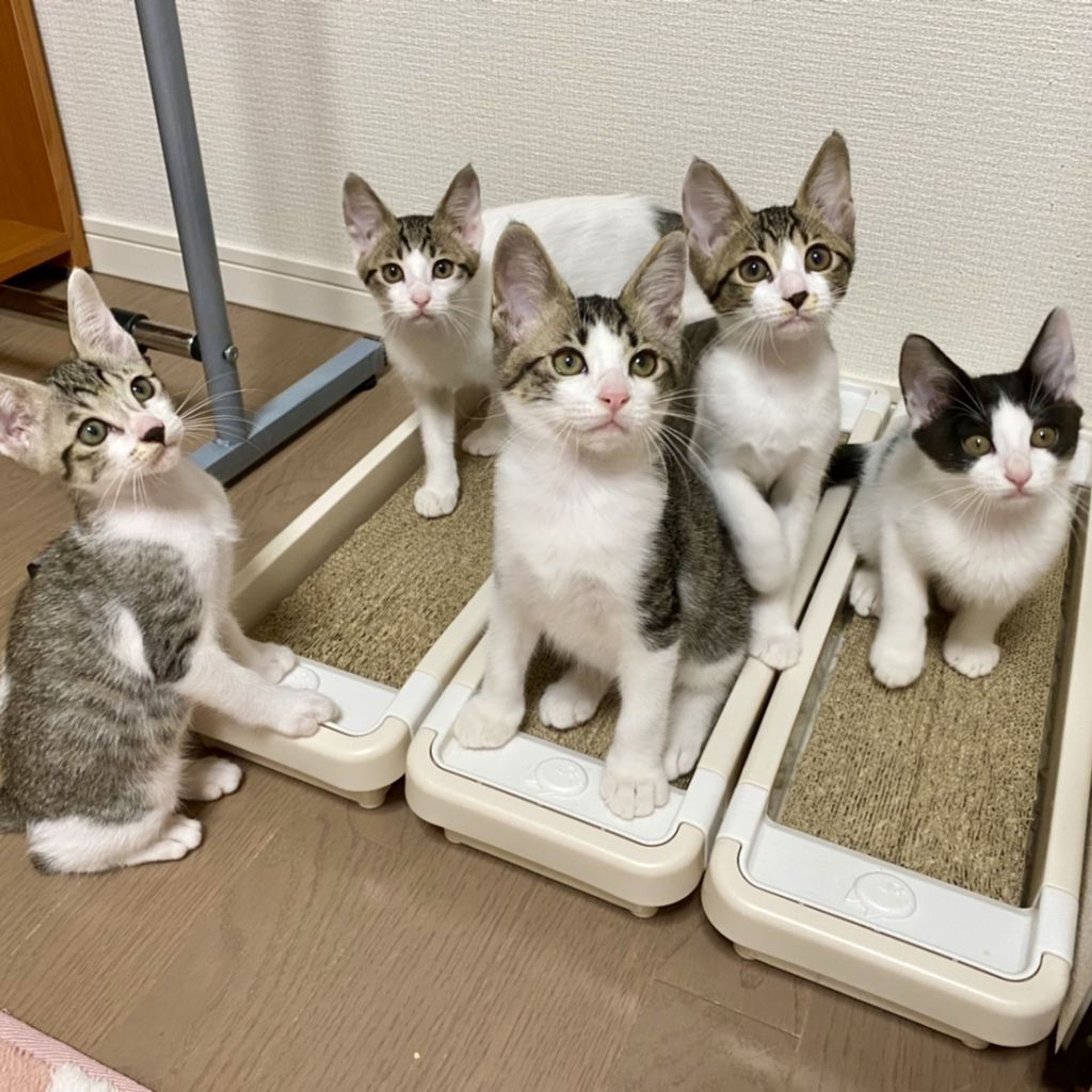 pet-image-8