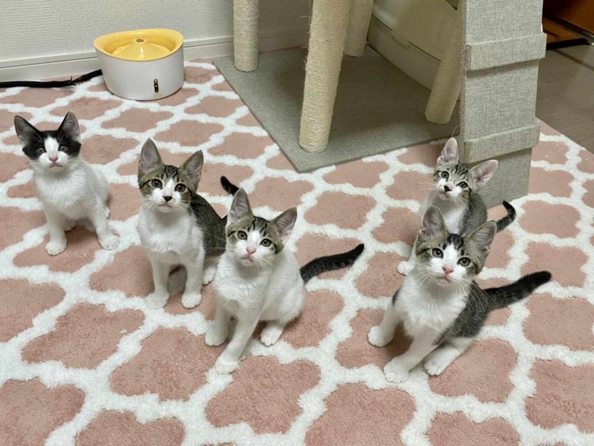 pet-image-9